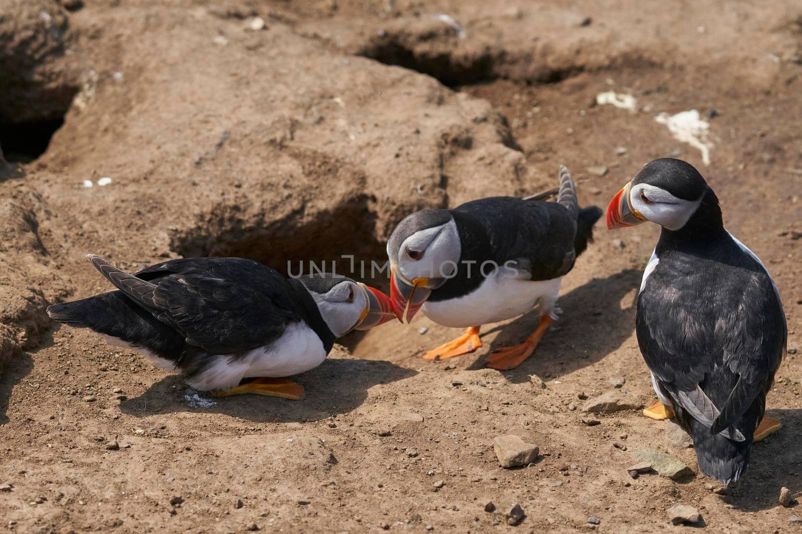 Puffins socialising by JeremyRichards