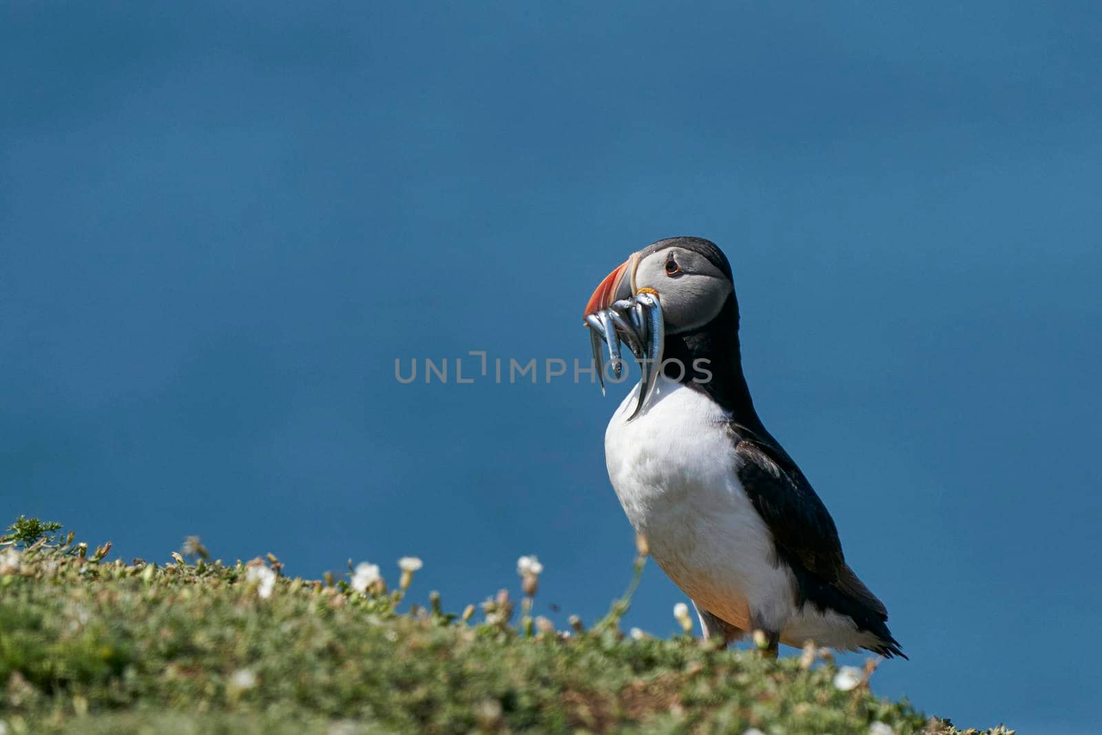 Puffin with freshly caught fish by JeremyRichards