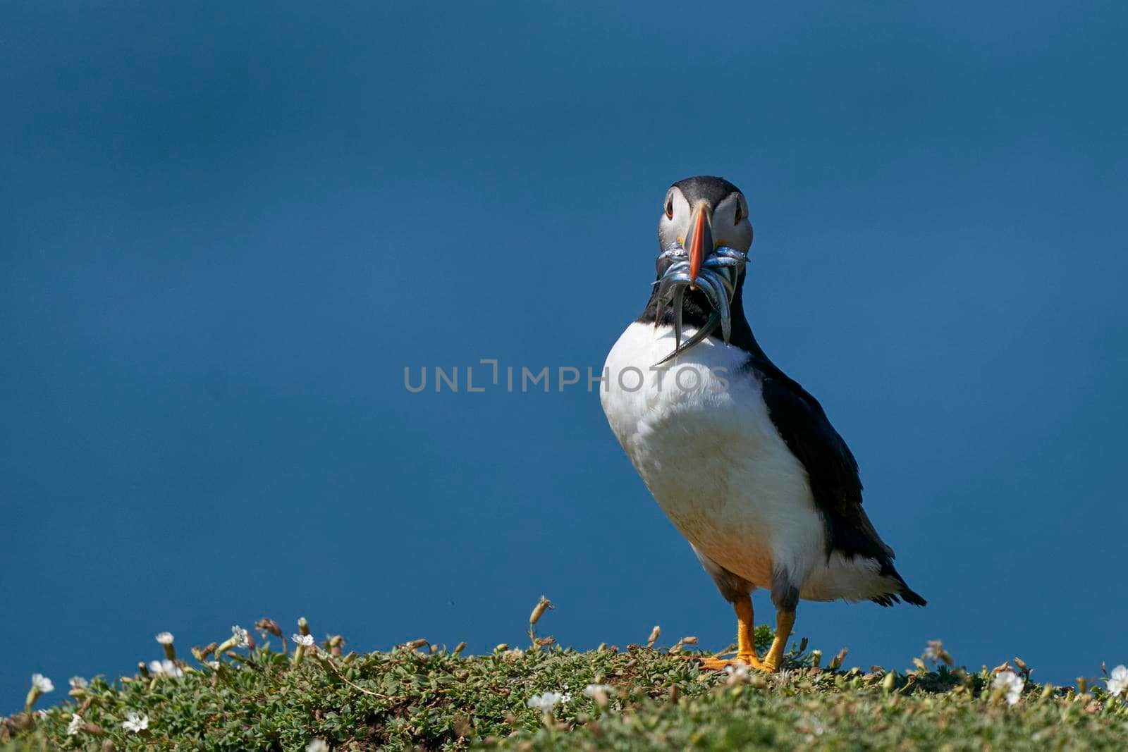 Puffin with freshly caught fish by JeremyRichards