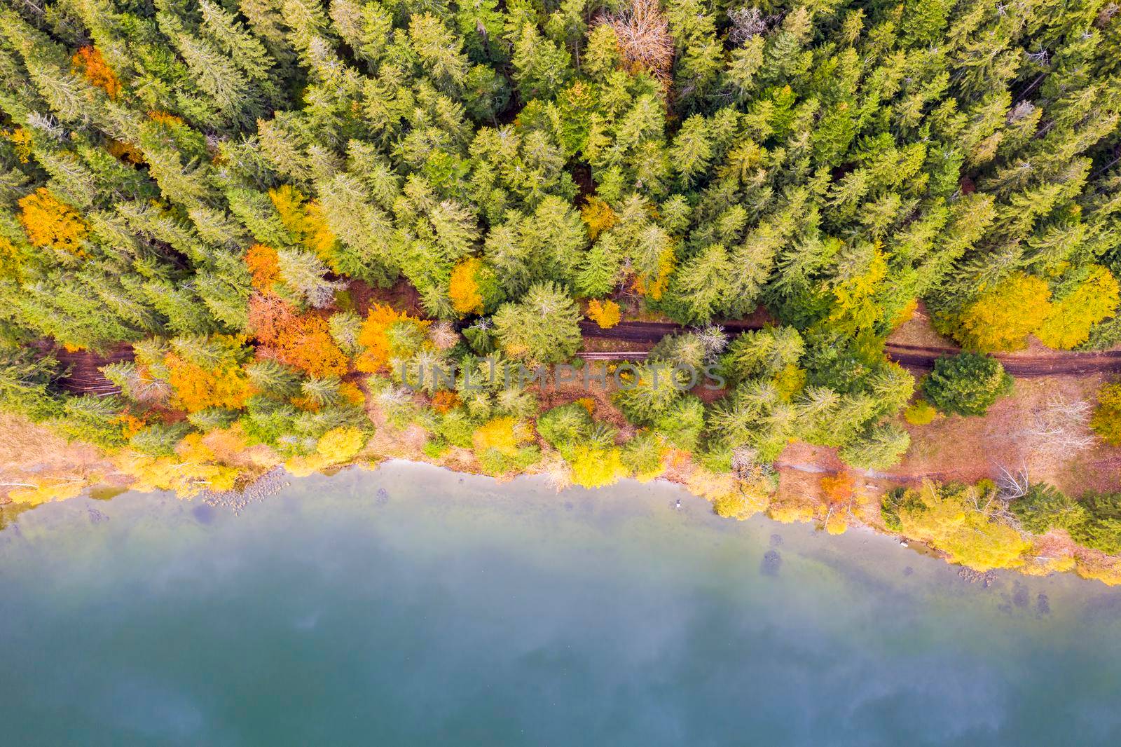 Above view of lake edge and autumn forest by savcoco