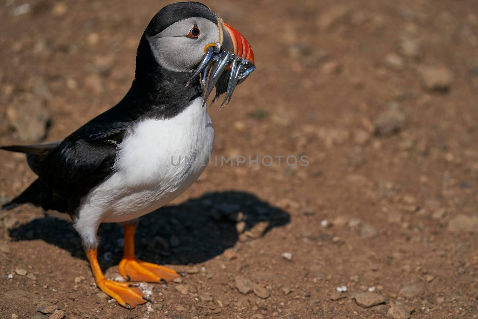 Puffin with fish by JeremyRichards