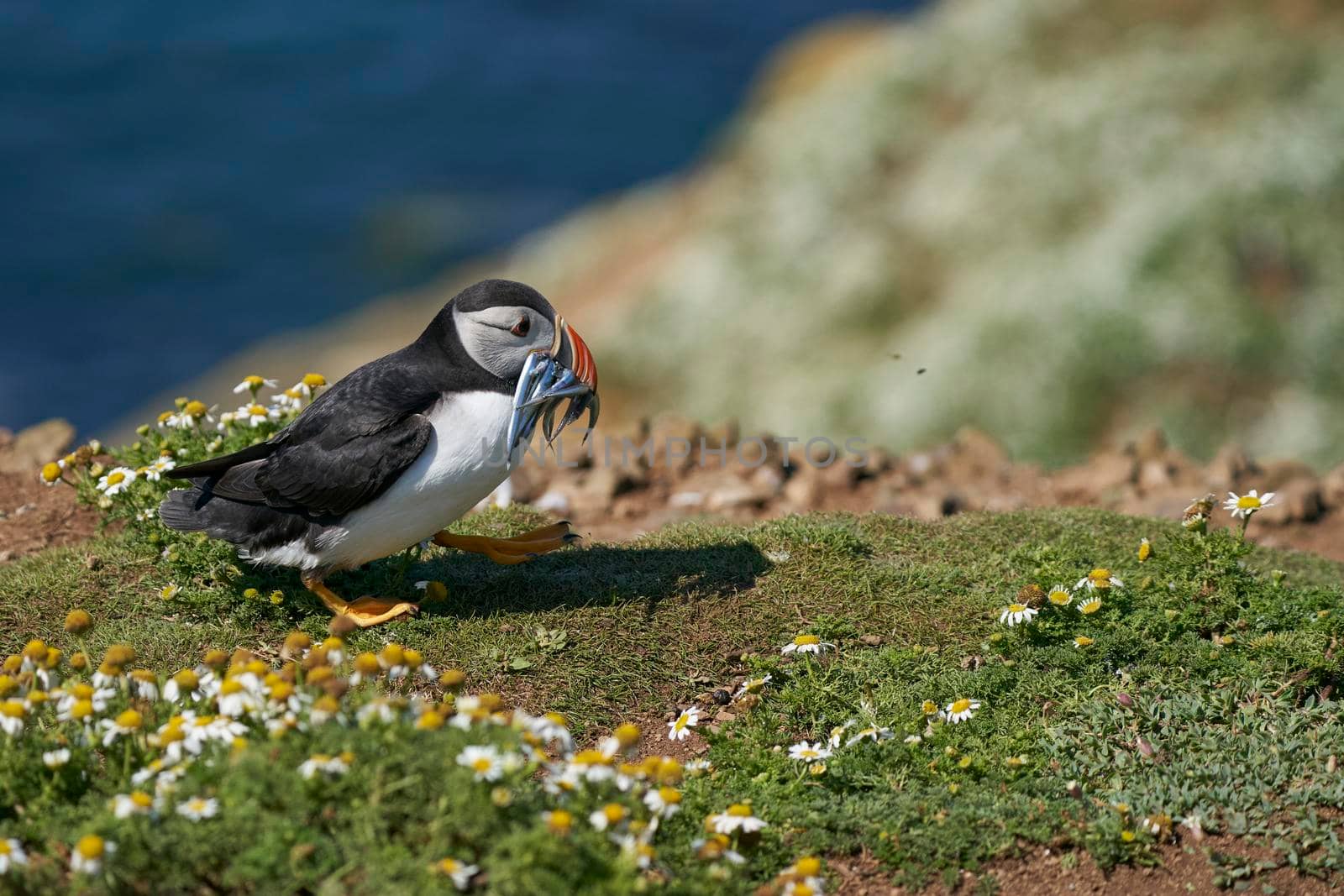 Adult puffin taking fish to its chick by JeremyRichards