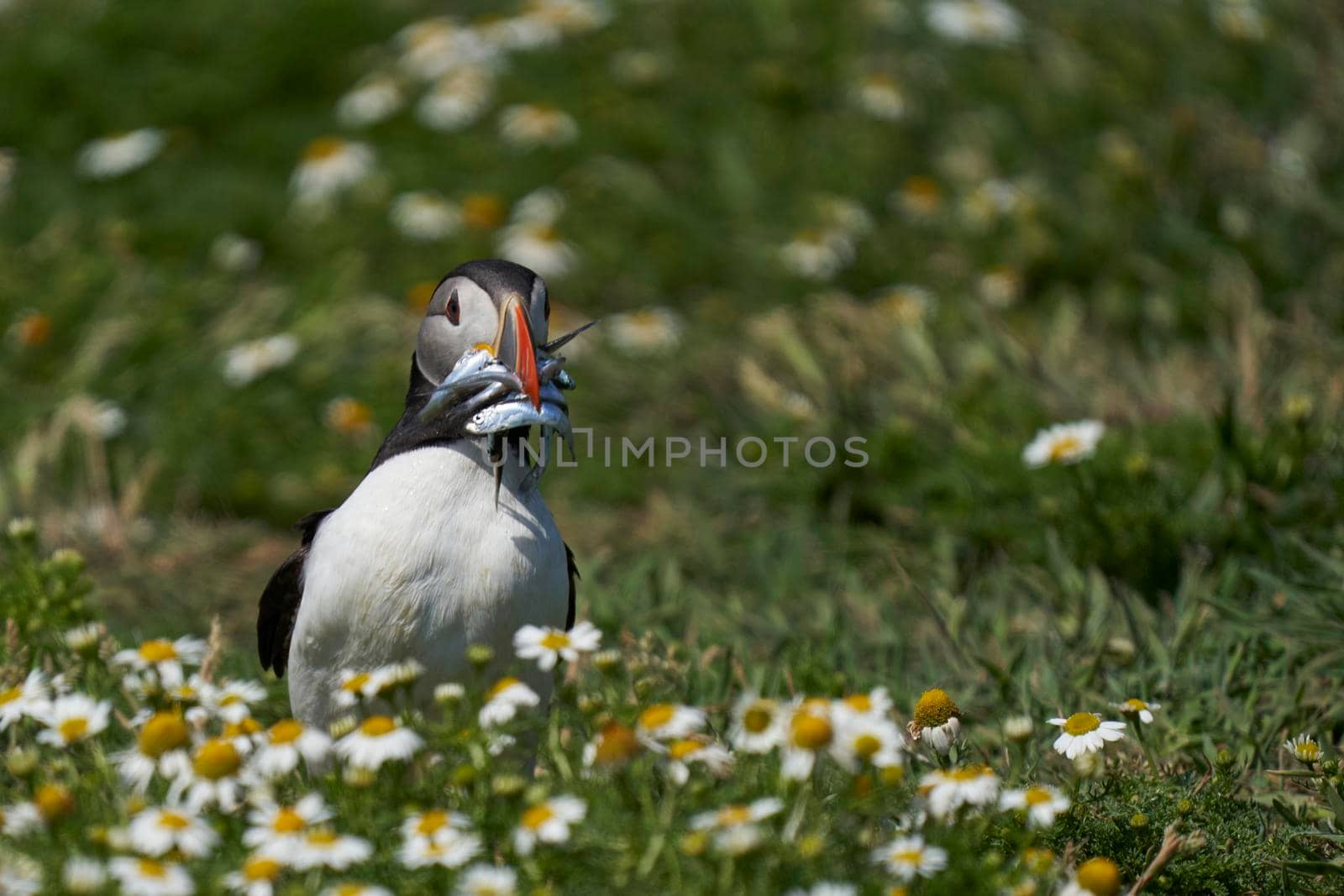 Atlantic puffin (Fratercula arctica) carrying small fish in its beak to feed its chick on Skomer Island off the coast of Pembrokeshire in Wales, United Kingdom