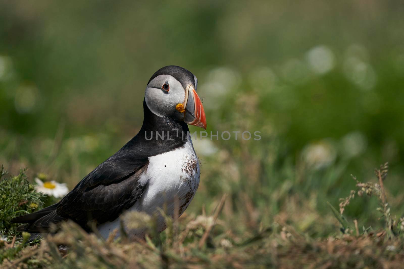 Puffin among summer flowers by JeremyRichards