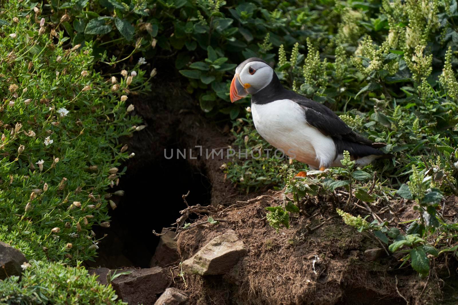 Atlantic puffin (Fratercula arctica) outside its nesting burrow on Skomer Island off the coast of Pembrokeshire in Wales, United Kingdom