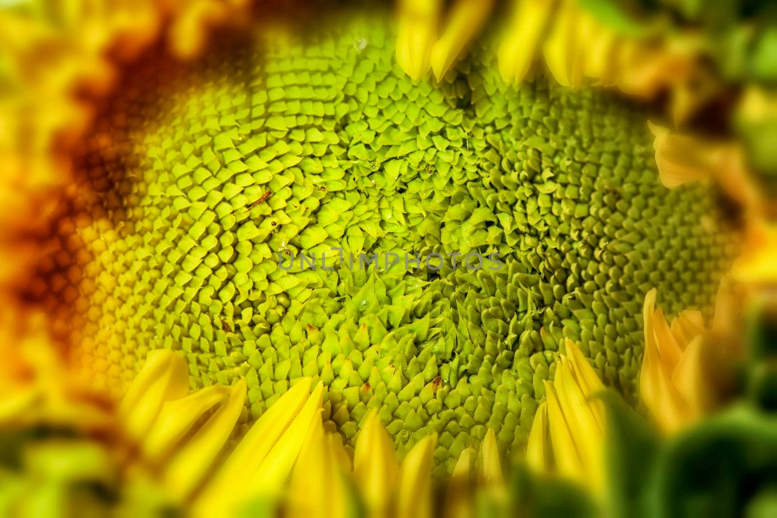 Close-up of the seeds still green, on a sunflower