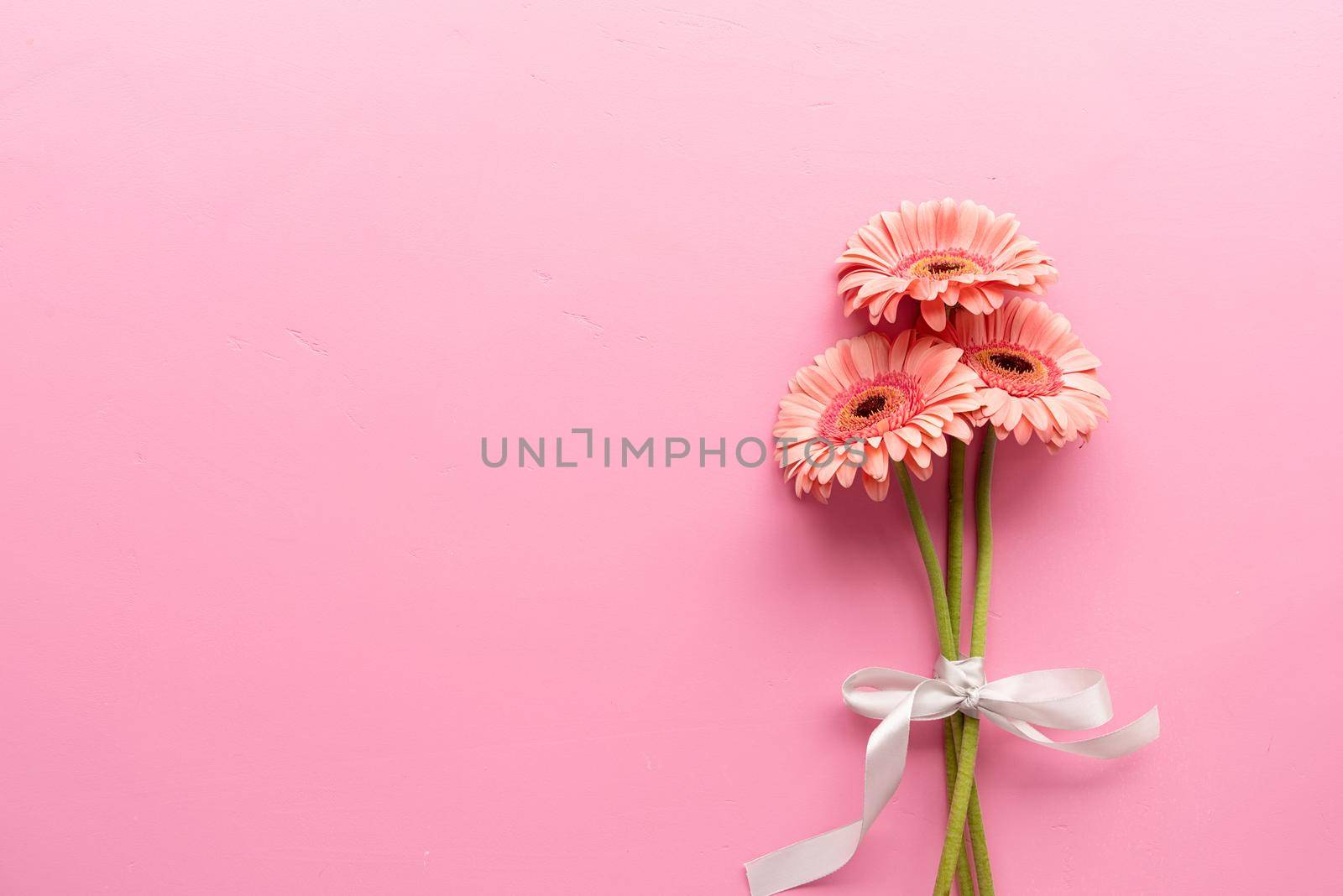 Pink gerbera daisies bouquet on a pink background by Desperada