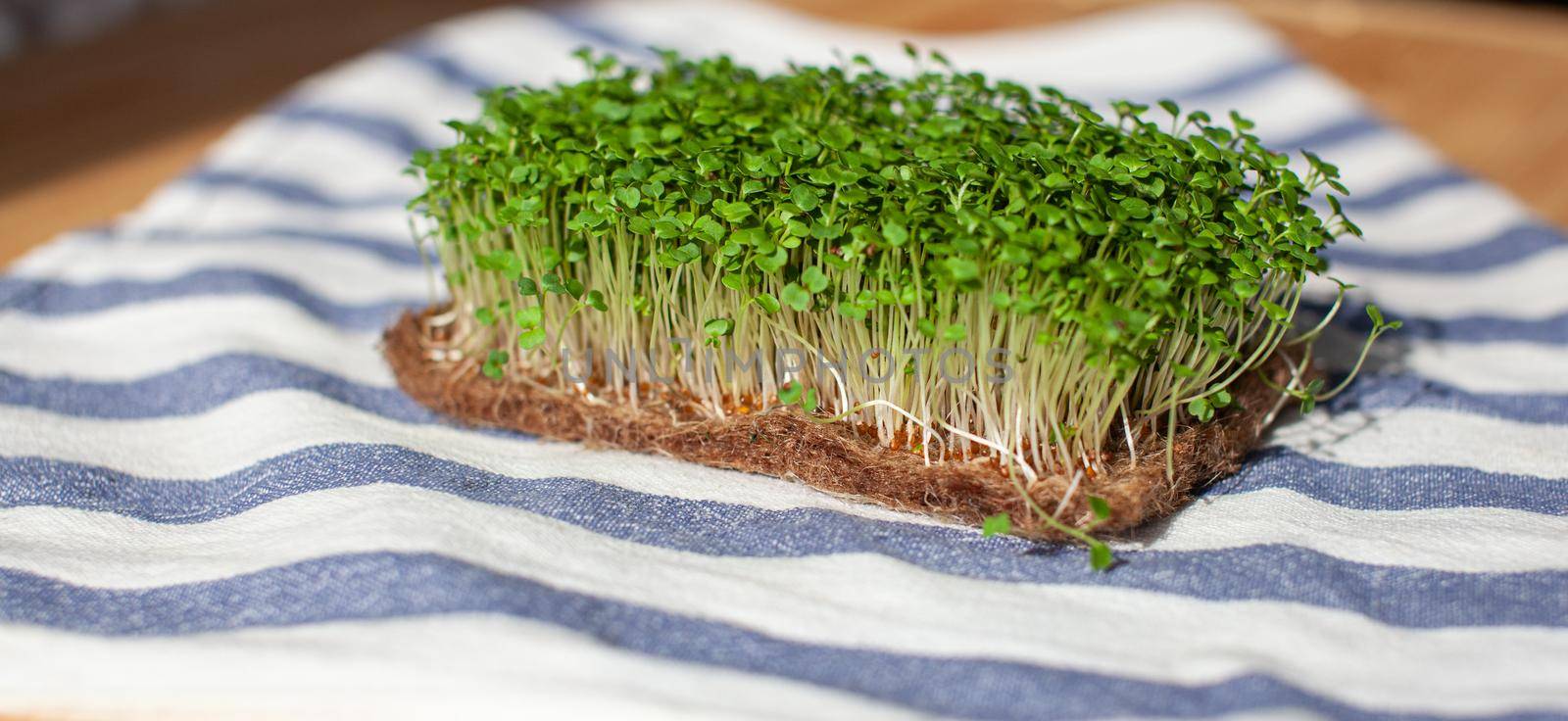 Close-up of micro-greens of mustard, arugula and other plants at home. Growing mustard and arugula sprouts in close-up at home. The concept of vegan and healthy food. Sprouted seeds, microgreens