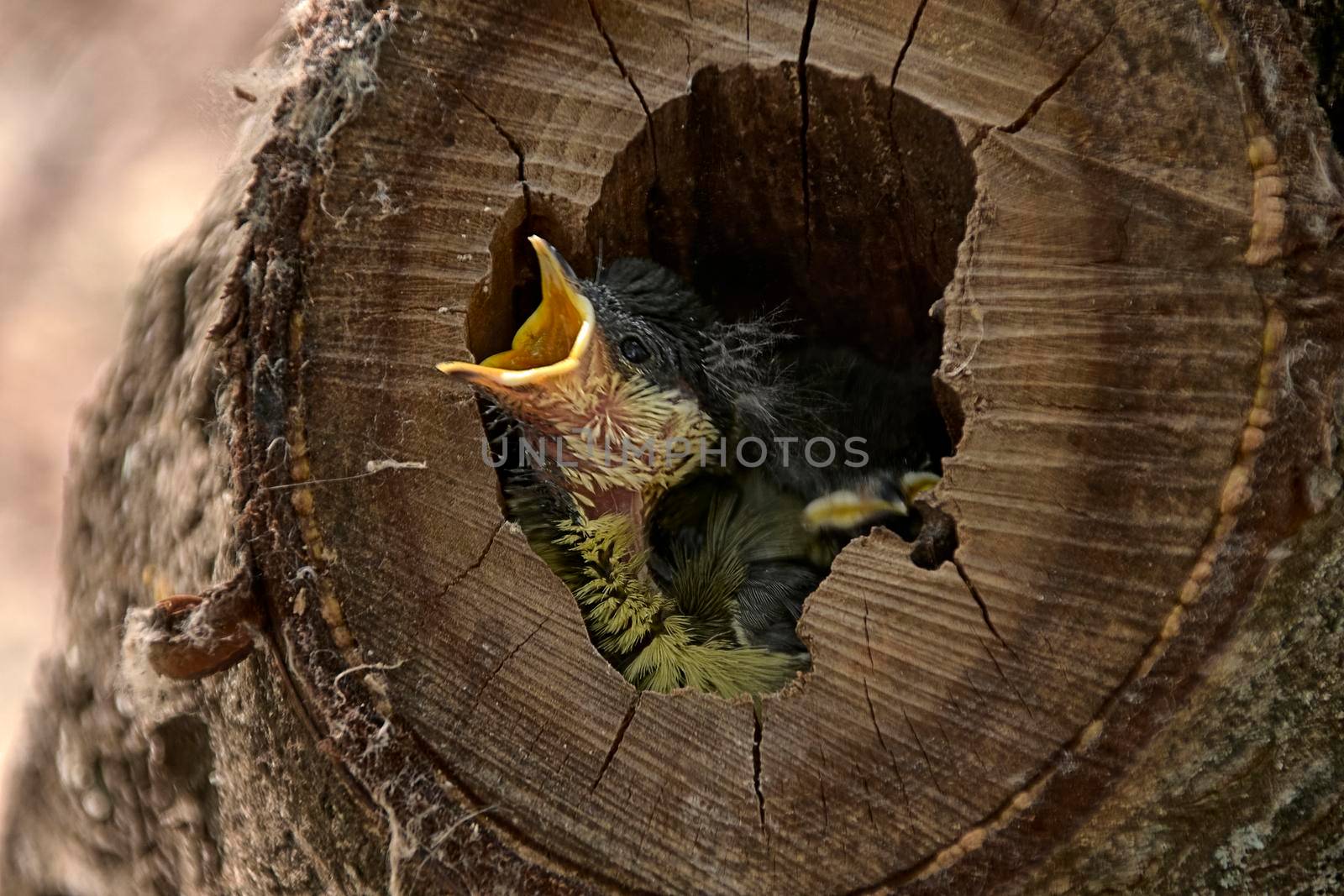 Small bird in a nest inside a tree by raul_ruiz