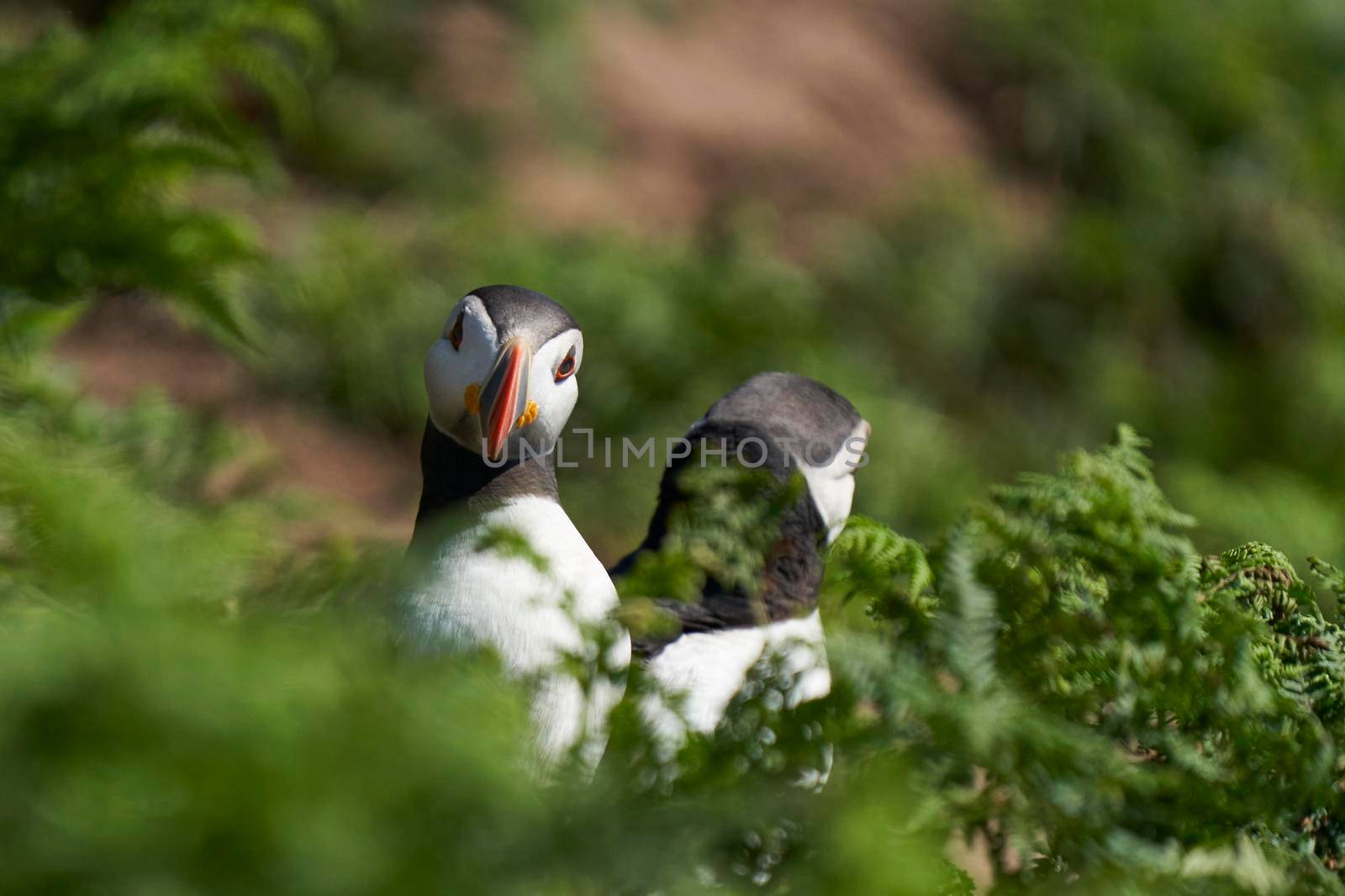 Atlantic puffin (Fratercula arctica) socialising on Skomer Island off the coast of Pembrokeshire in Wales, United Kingdom