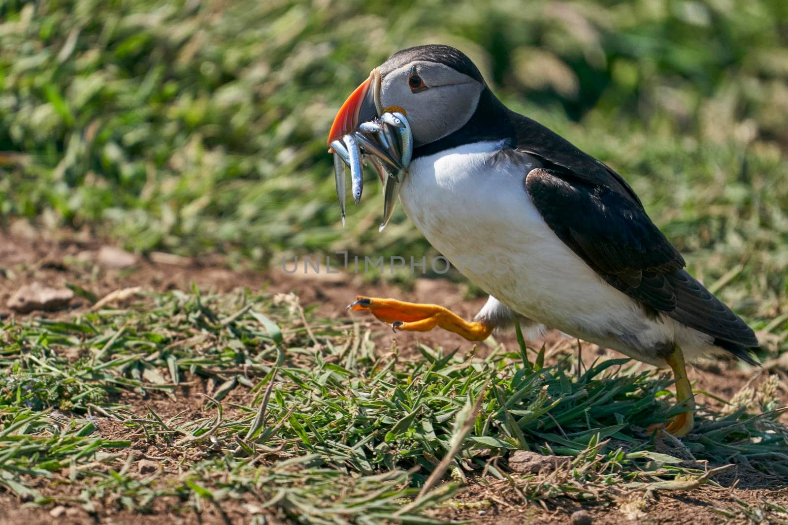 Atlantic puffin (Fratercula arctica) carrying small fish in its beak to feed its chick on Skomer Island off the coast of Pembrokeshire in Wales, United Kingdom