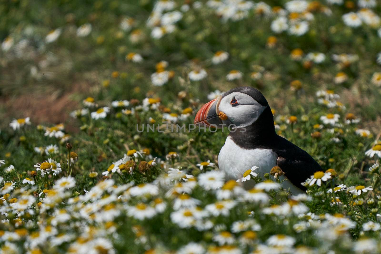 Puffin among summer flowers by JeremyRichards