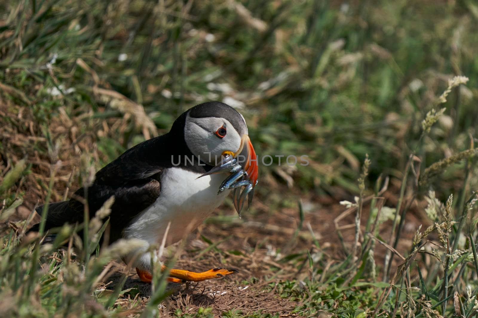 Atlantic puffin (Fratercula arctica) carrying small fish in its beak to feed its chick on Skomer Island off the coast of Pembrokeshire in Wales, United Kingdom