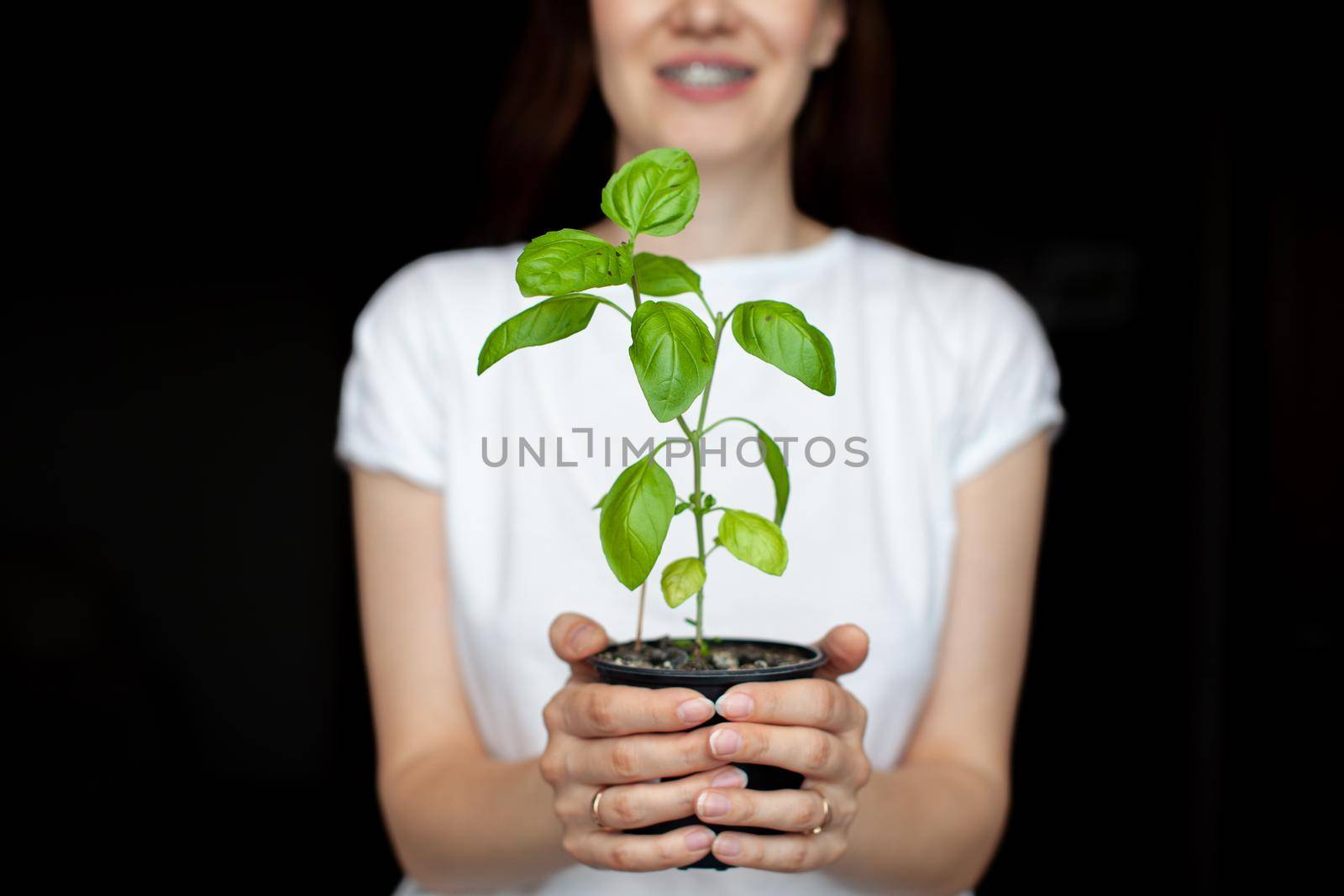 A girl in a white T-shirt is holding a pot with a green basil plant. Growing seedlings at home. Delicious and healthy food for salad at home.