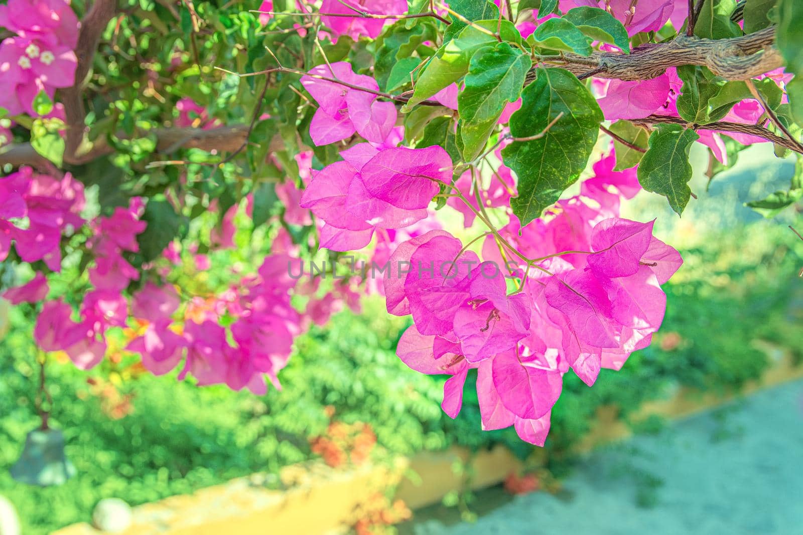 Beautiful purple exotic flowers Bougainvillea on the green background by Estival