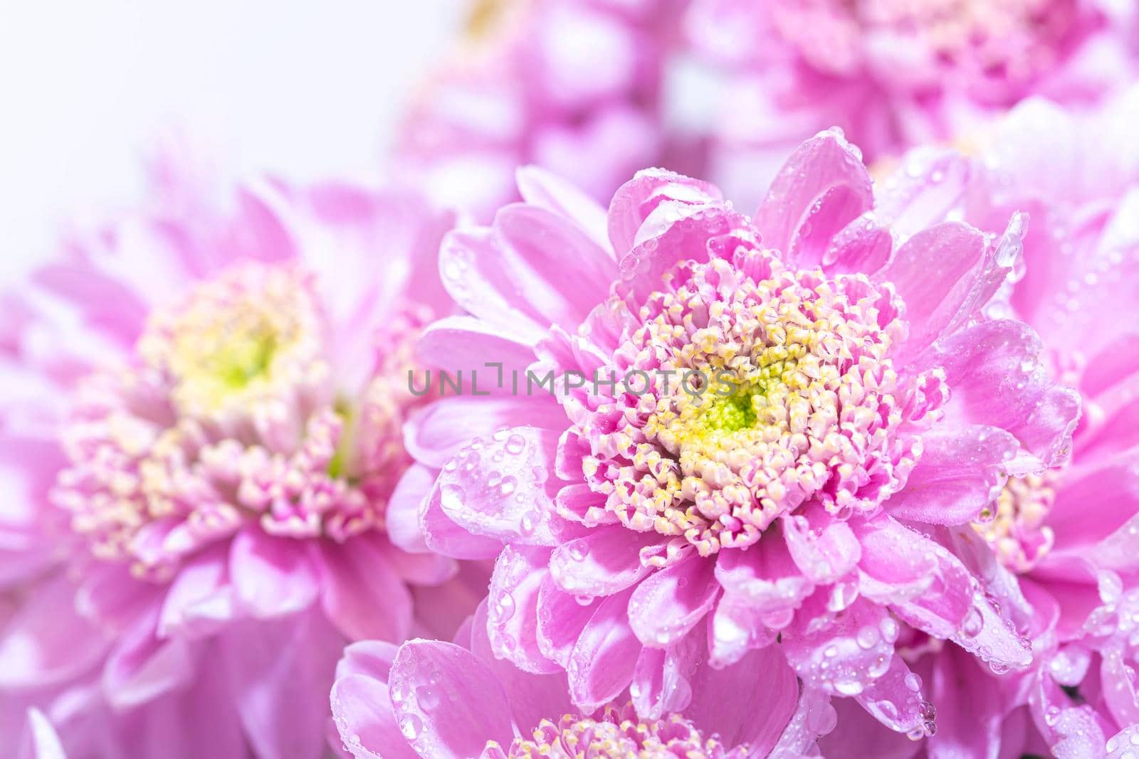 Macro photo of bright pink chrisantemum bouquet by Estival
