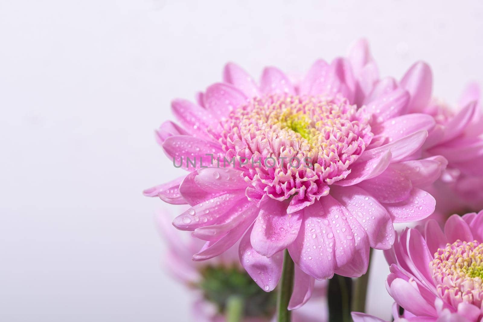 Bright pink chrysanthemum flower on white background by Estival