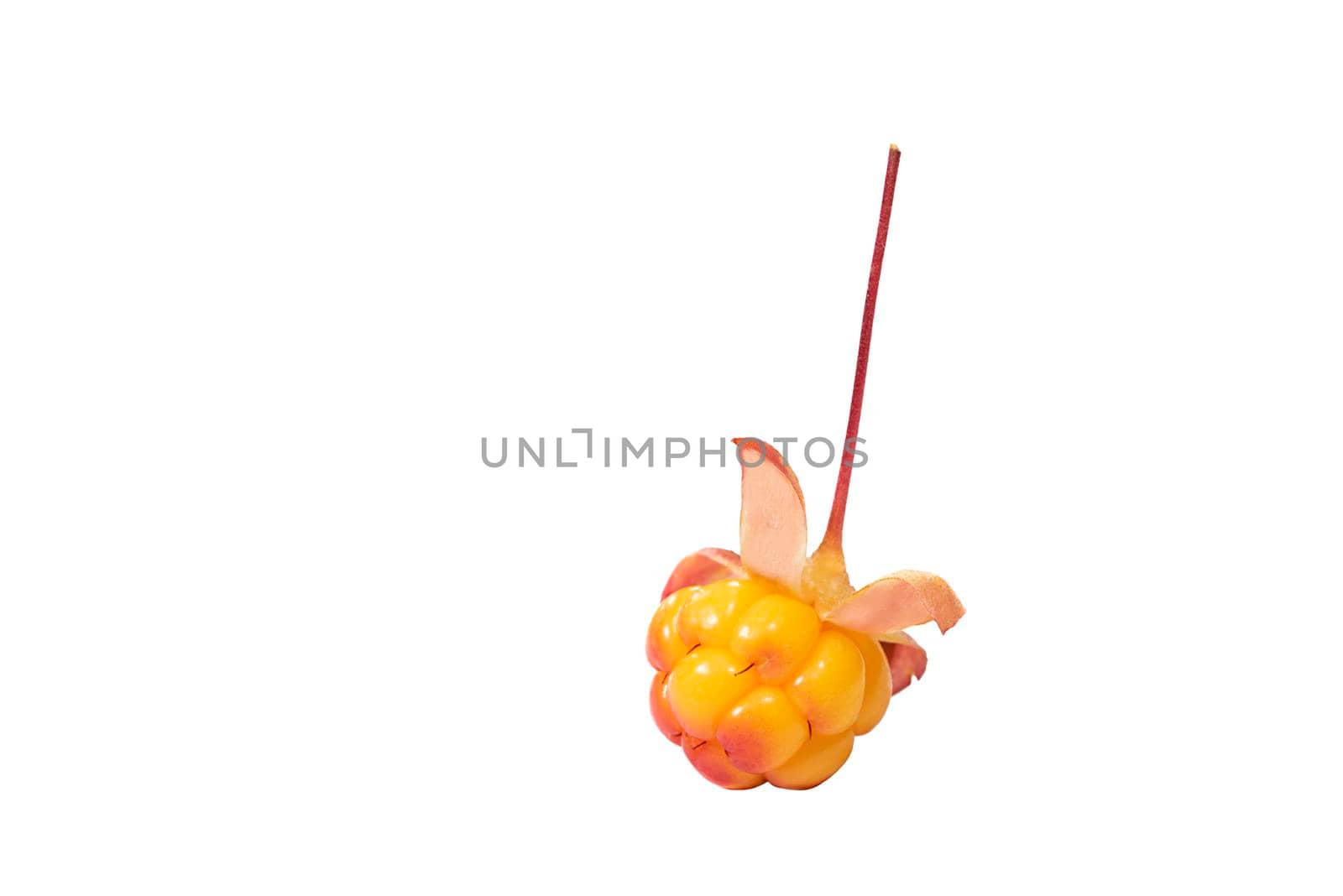 Ripe yellow cloudberry isolated on a white background