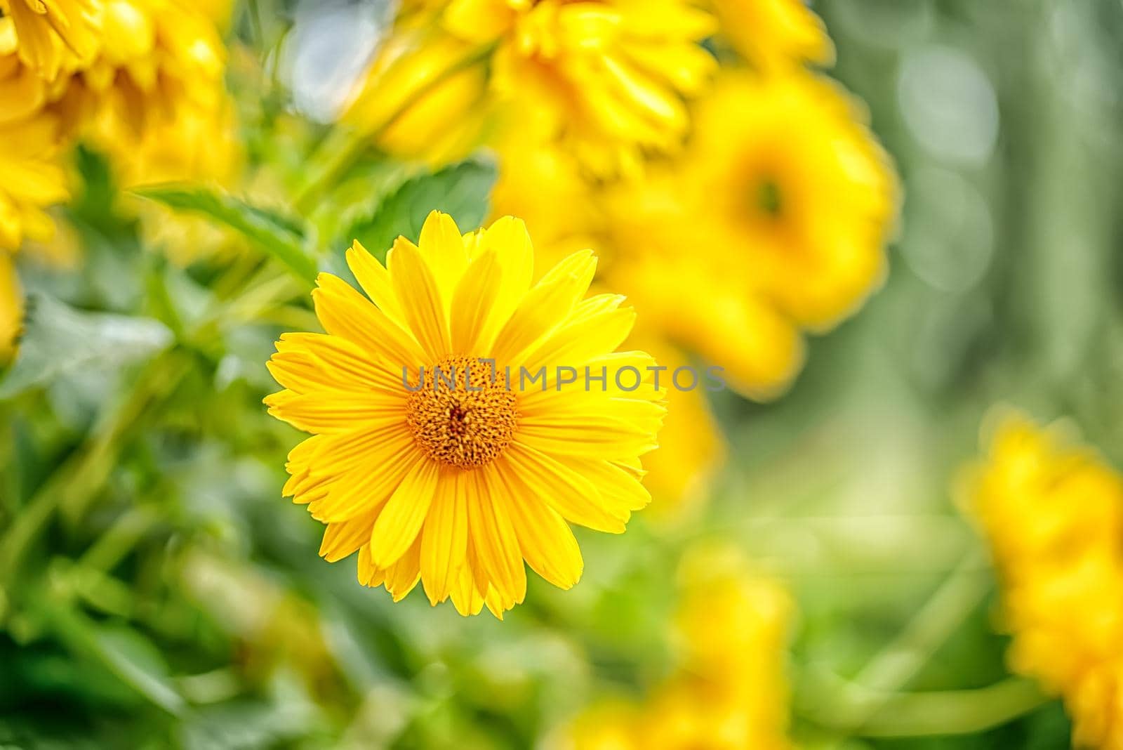 Macro yellow daisy or chrysanthemum flowers head by Estival