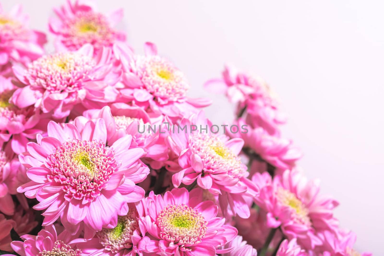 Many small pink chrisantemum bouquet on white background by Estival