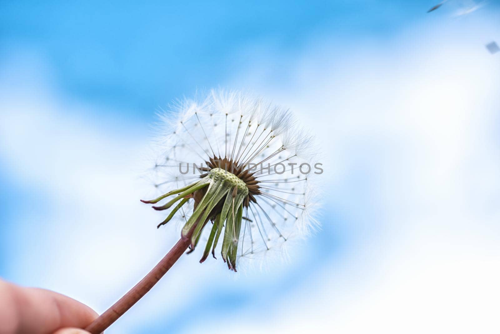 Dandelion with seeds blowing away in the wind across a blue sky by Estival