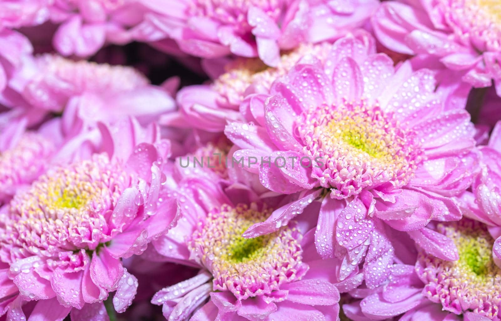 Close up macro of pink chrisantemum bouquet background by Estival