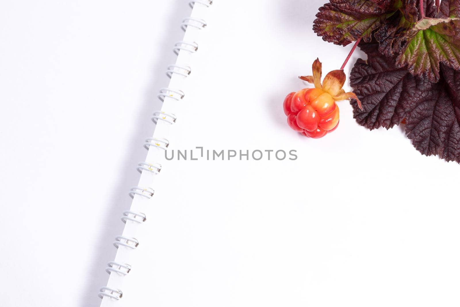 Bright cloudberry with dark leaves laying on a white sketchbook background