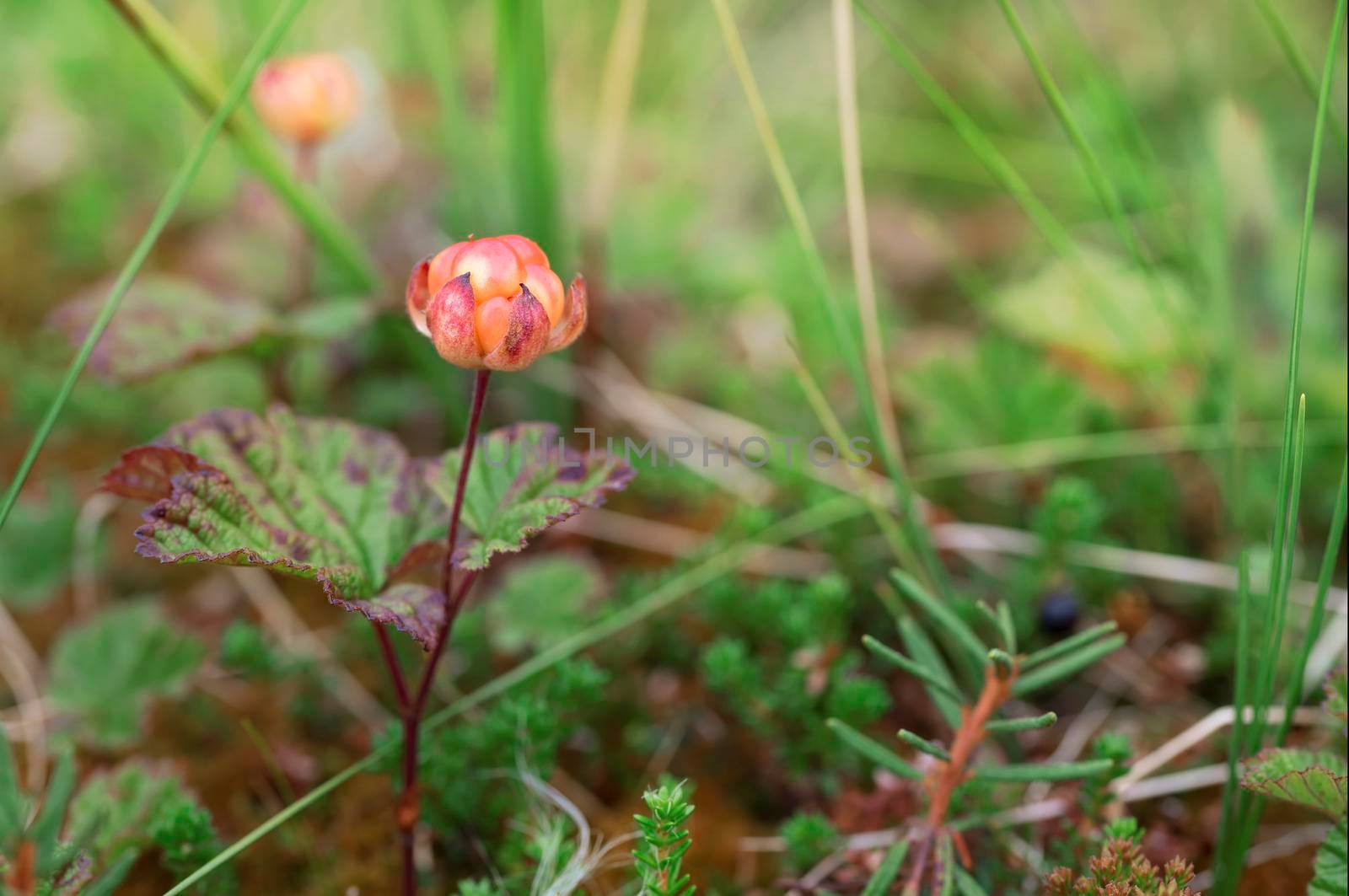 Red cloudberry on a background of green leaves by Estival