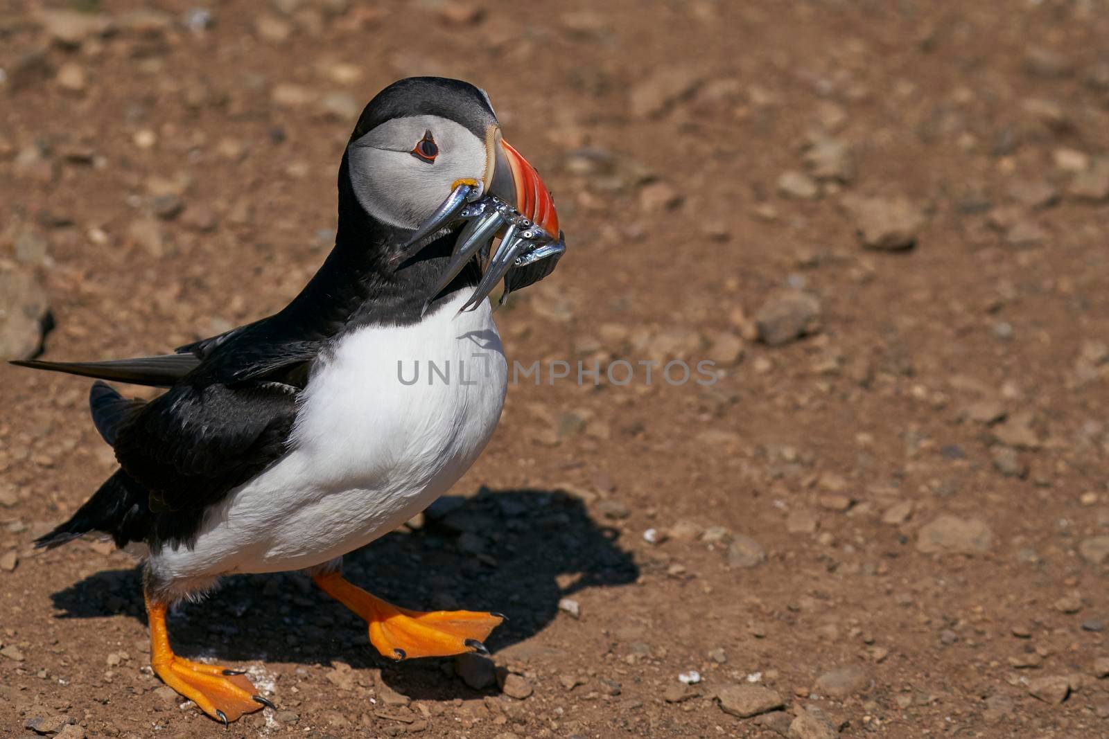 Atlantic puffin (Fratercula arctica) carrying sandeels in its beak to feed its chick on Skomer Island off the coast of Pembrokeshire in Wales, United Kingdom