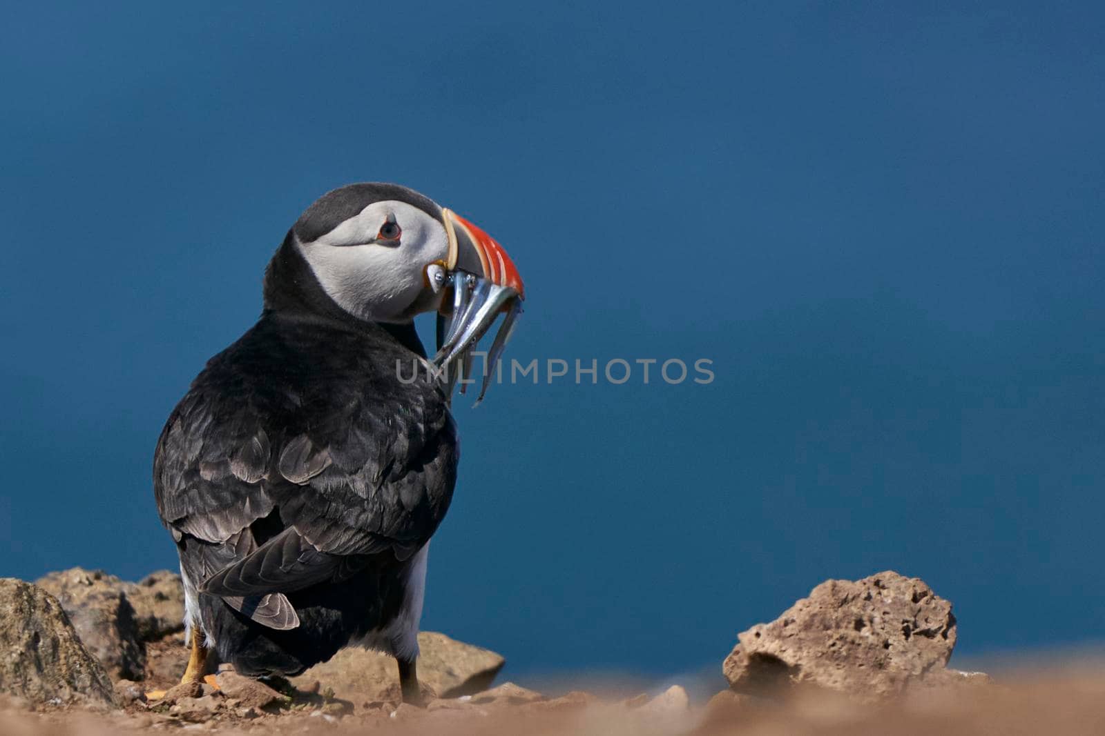 Puffin with freshly caught fish by JeremyRichards