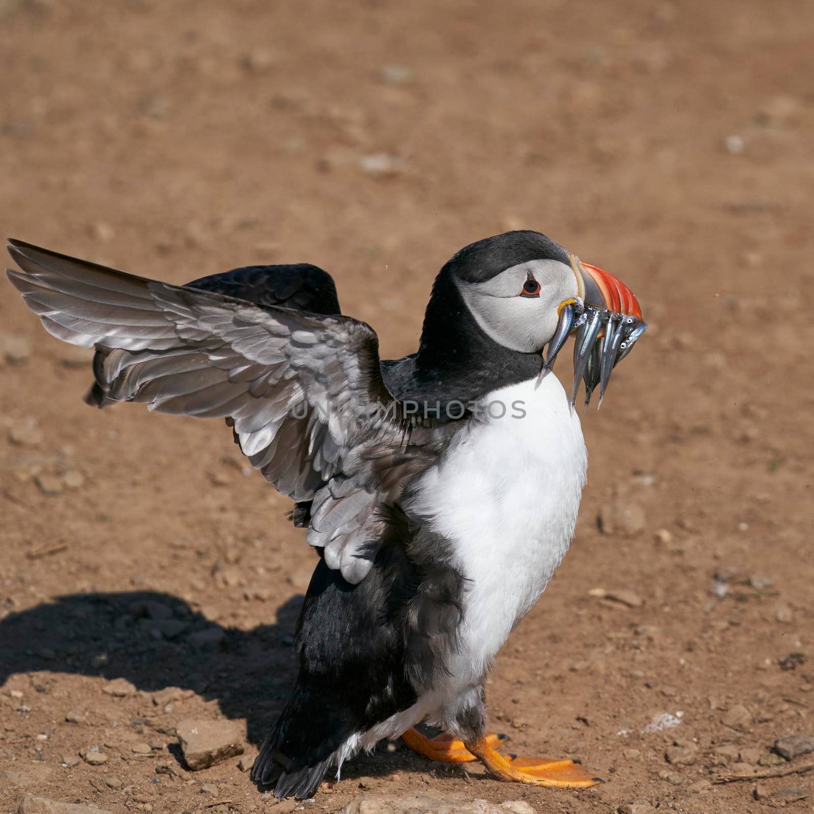 Puffin with fish by JeremyRichards