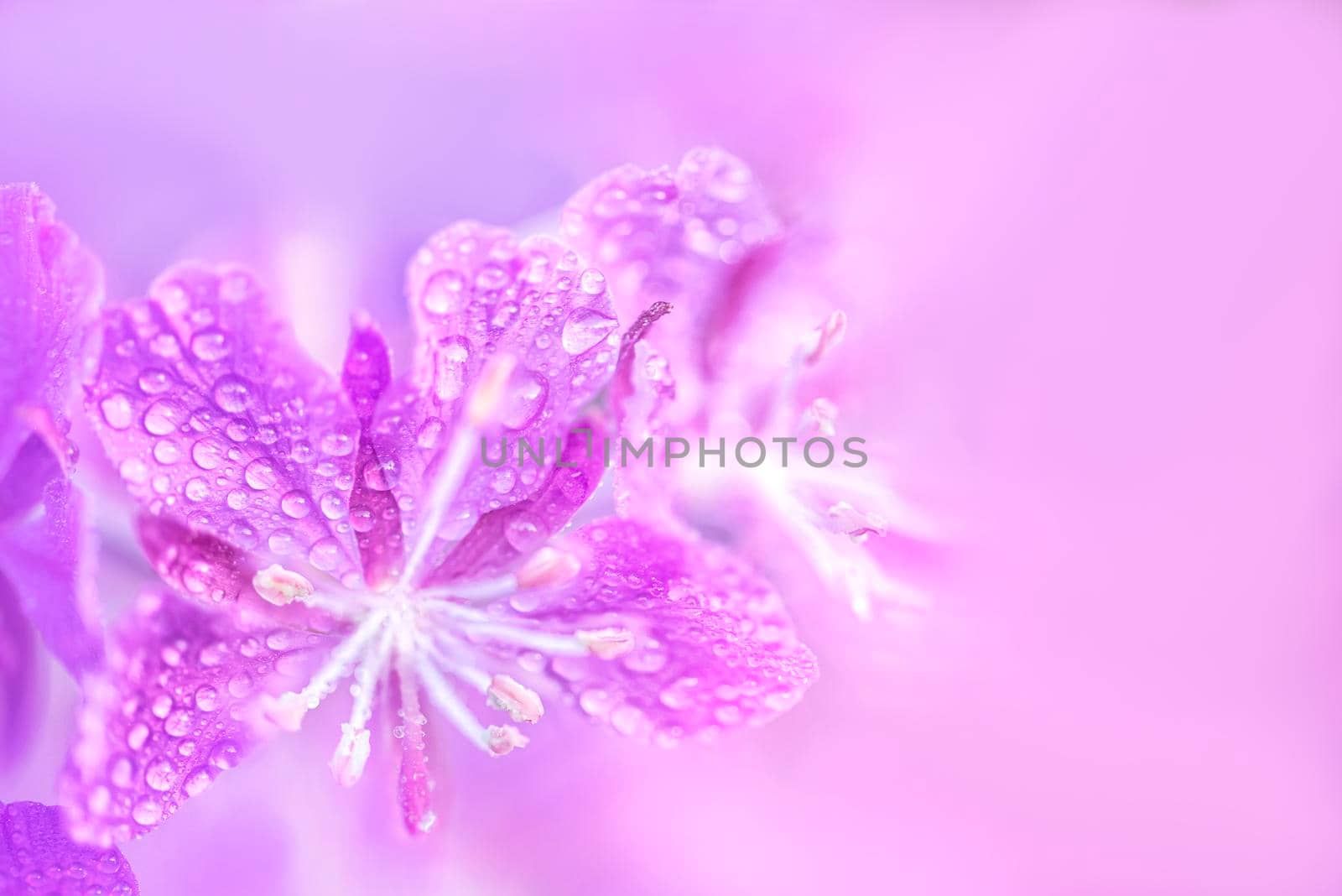 Purple fireweed flowers with waterdrops close up on an blur pink background
