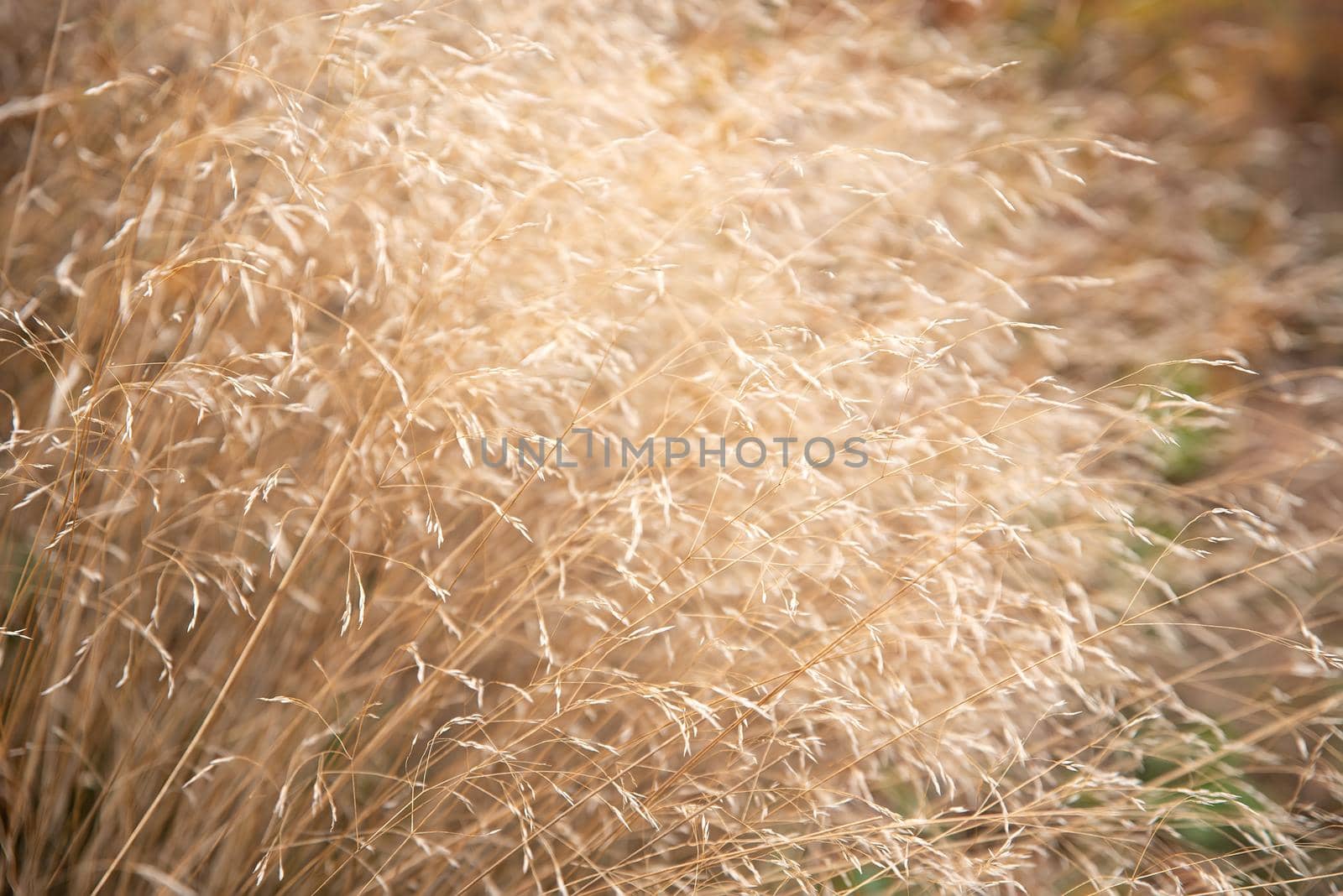 Ripe wild oat spilling in the wind on the field in hot summer
