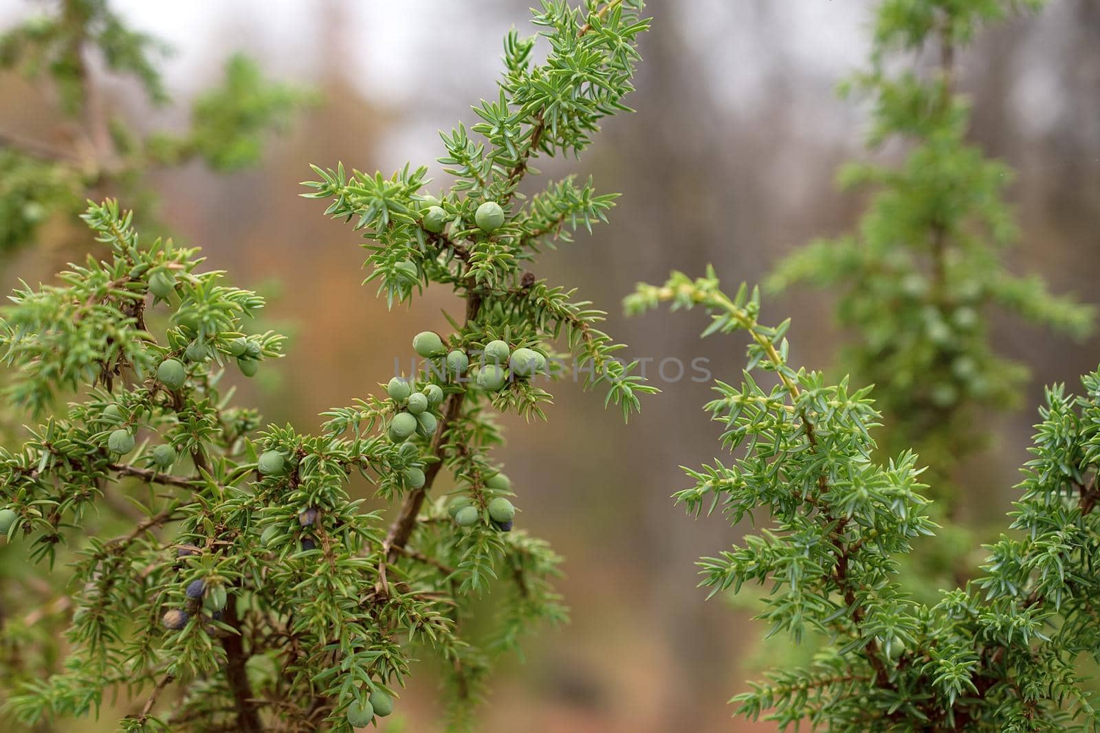 Green juniper bushes in the north finland forest by Estival
