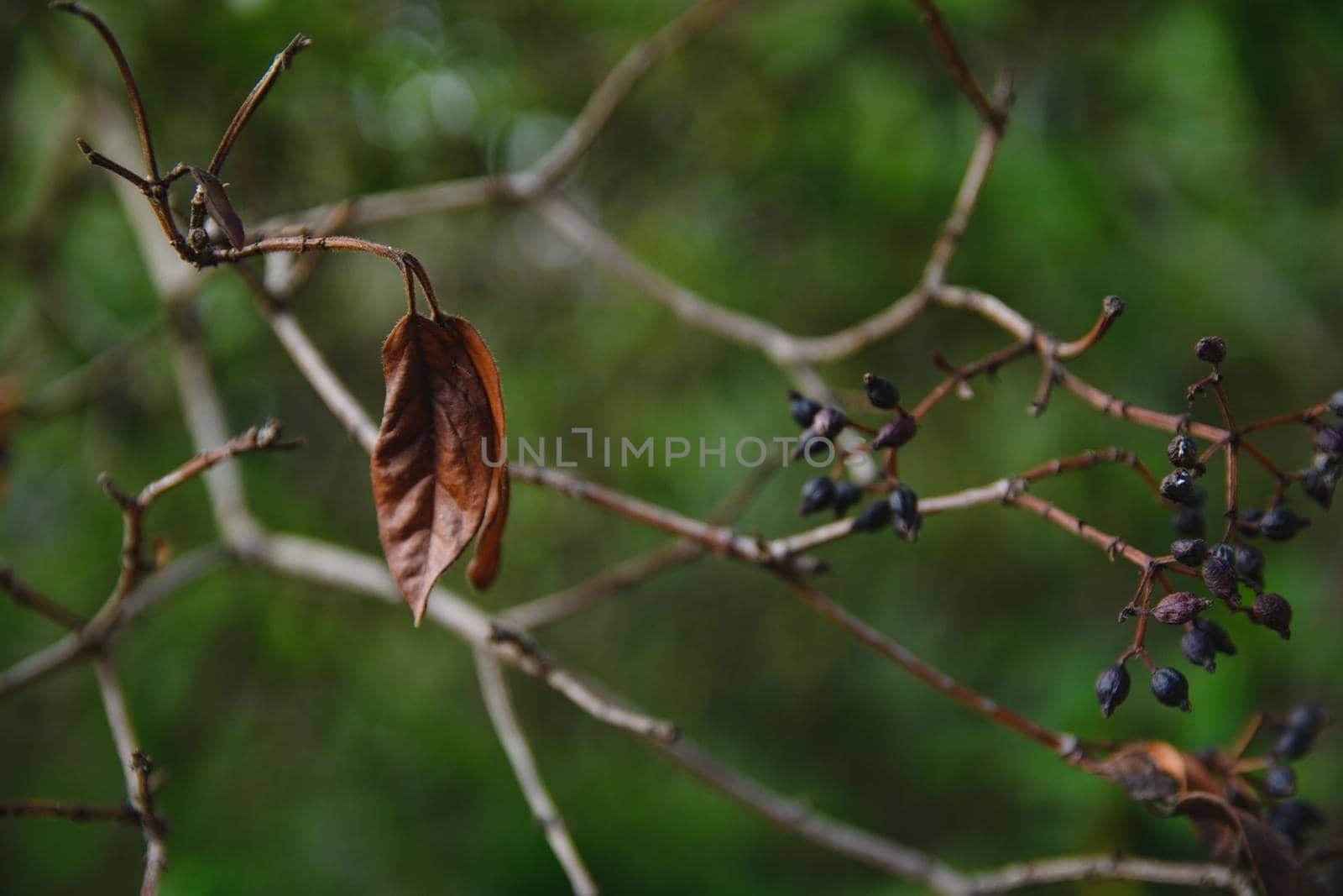 Dry autumn leaf on a branch with black dry berries