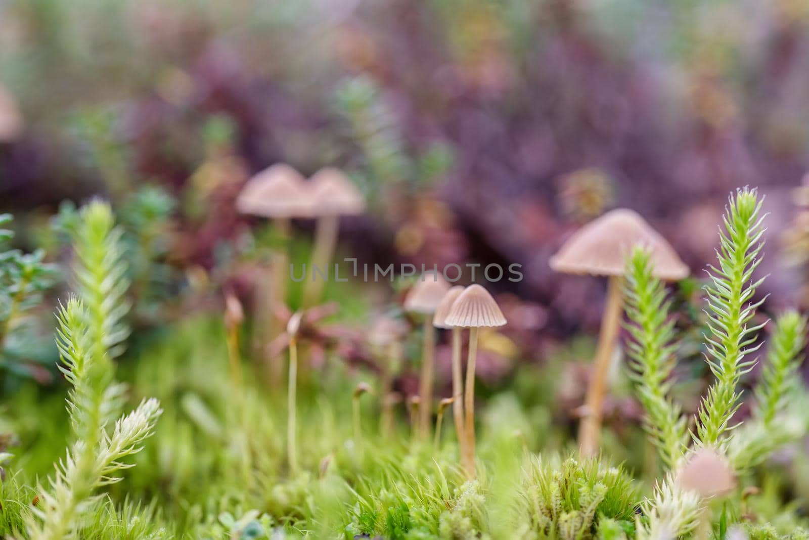 Macro photo of bright green moss plants in the forest by Estival