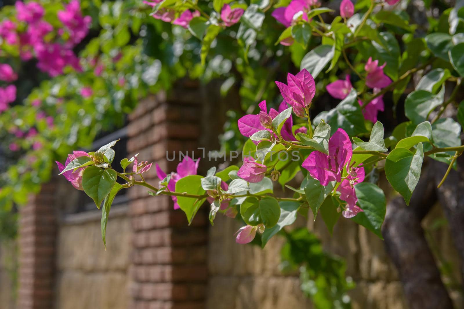 Beautiful purple wild exotic flowers Bougainvillea in the territory with brick wall by Estival