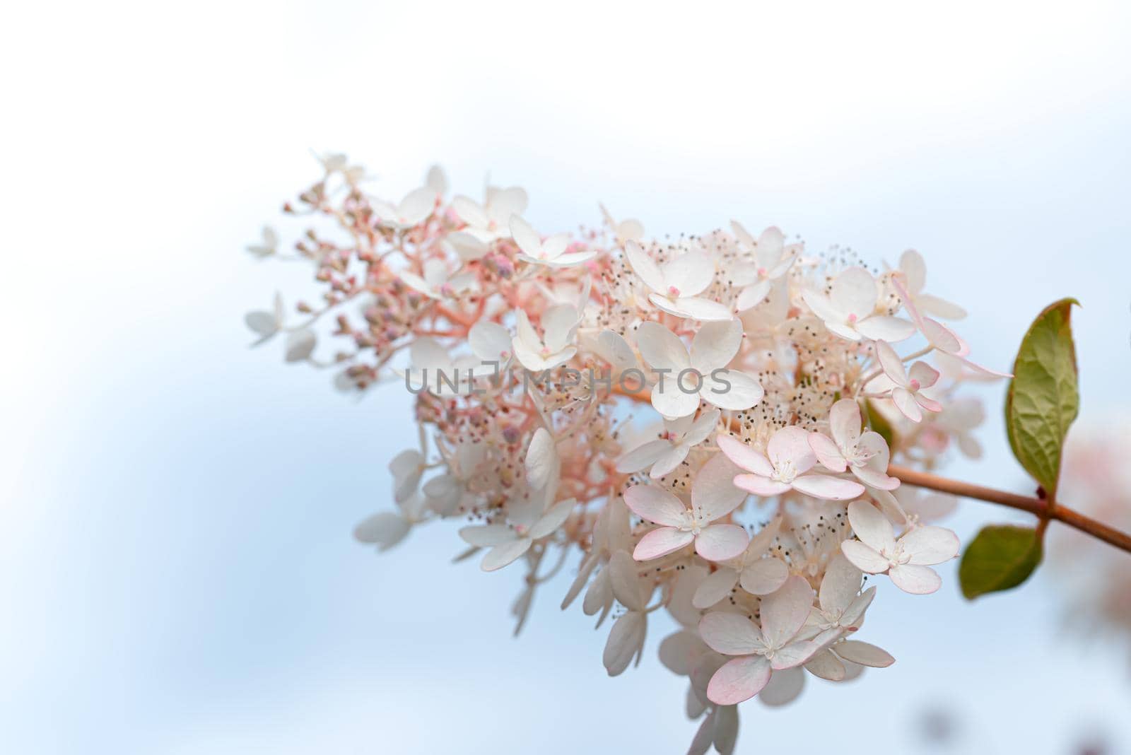 White and pink lilac flowers closeup on sky background. Syringa vulgaris