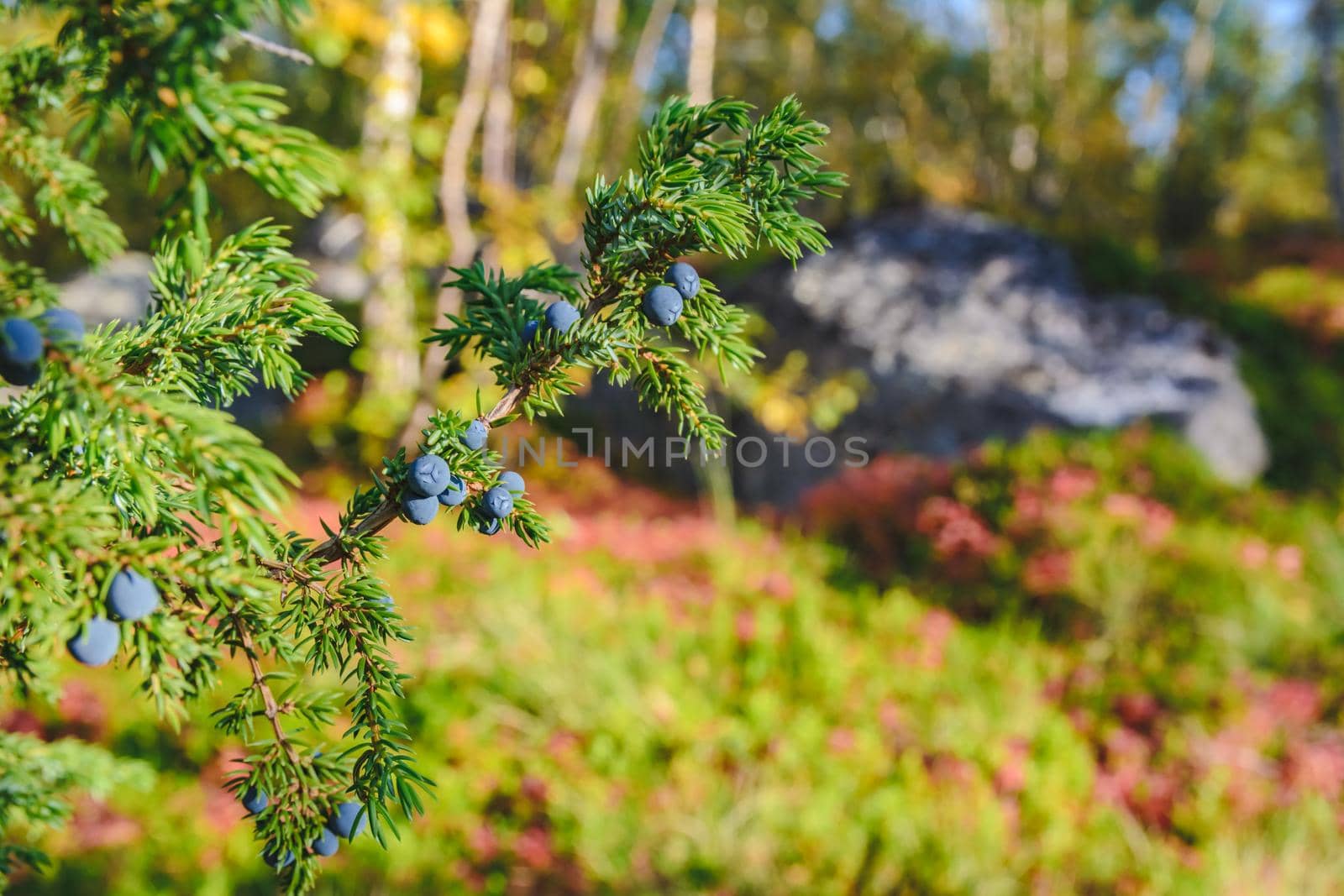 Green juniper bush with berries in the north finland by Estival