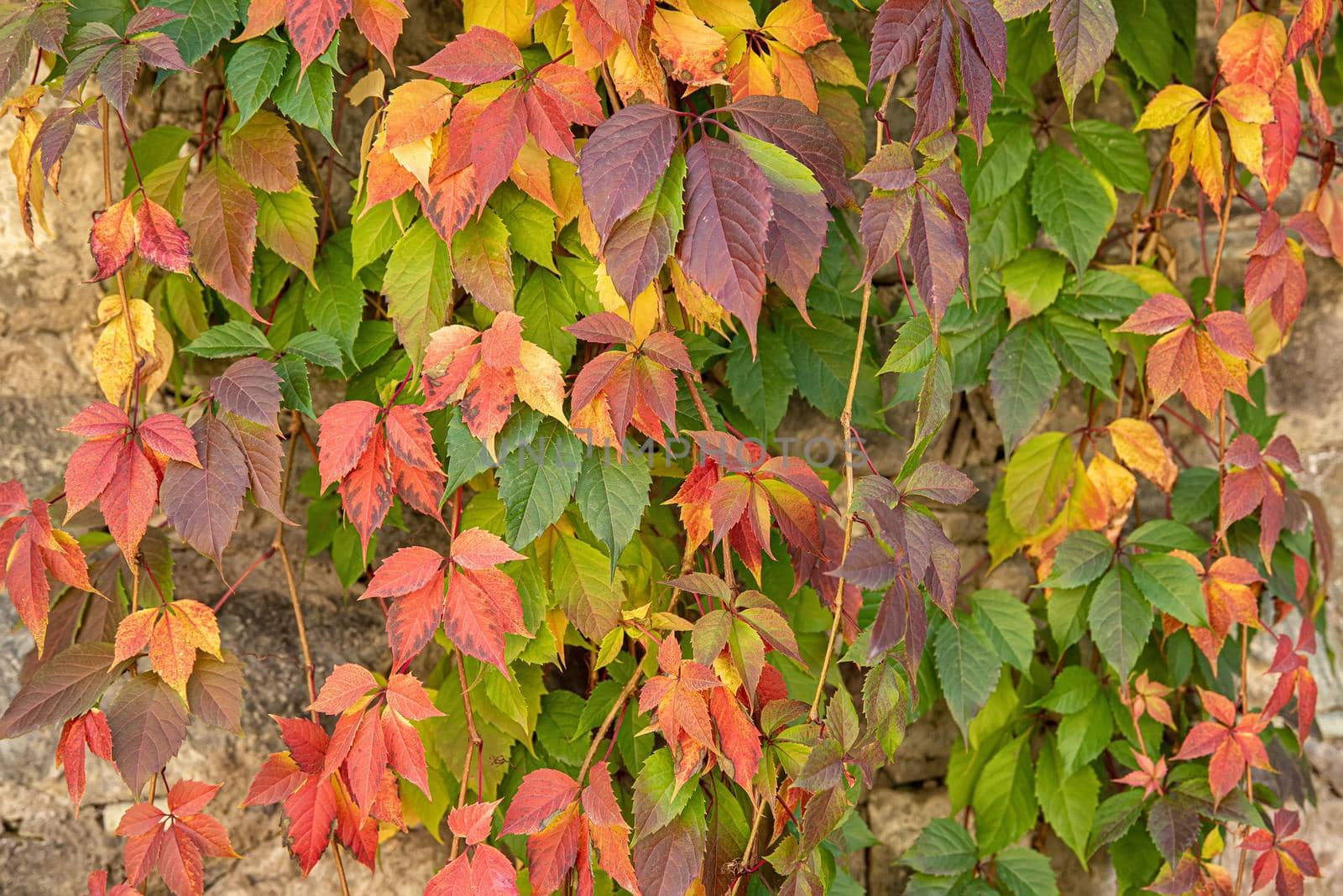 Old brown house wall covered by red and green ivy leaves