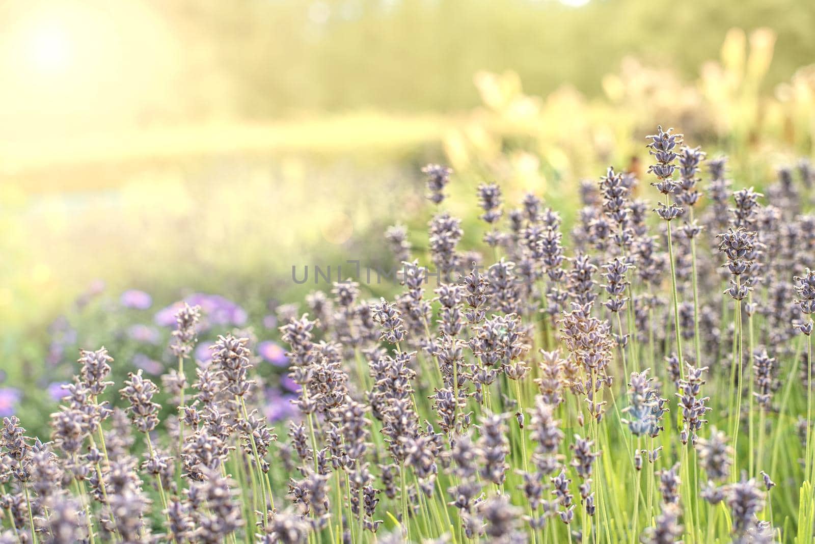 Lavender field in bright yellow background of summer sunlight