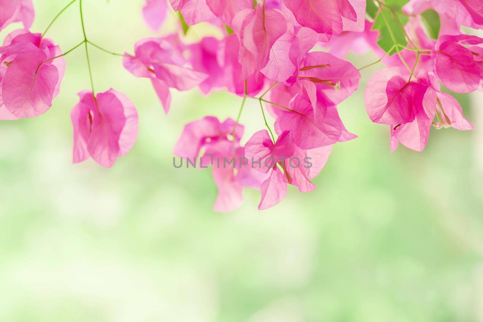 Beautiful purple exotic flowers Bougainvillea on the light green background by Estival