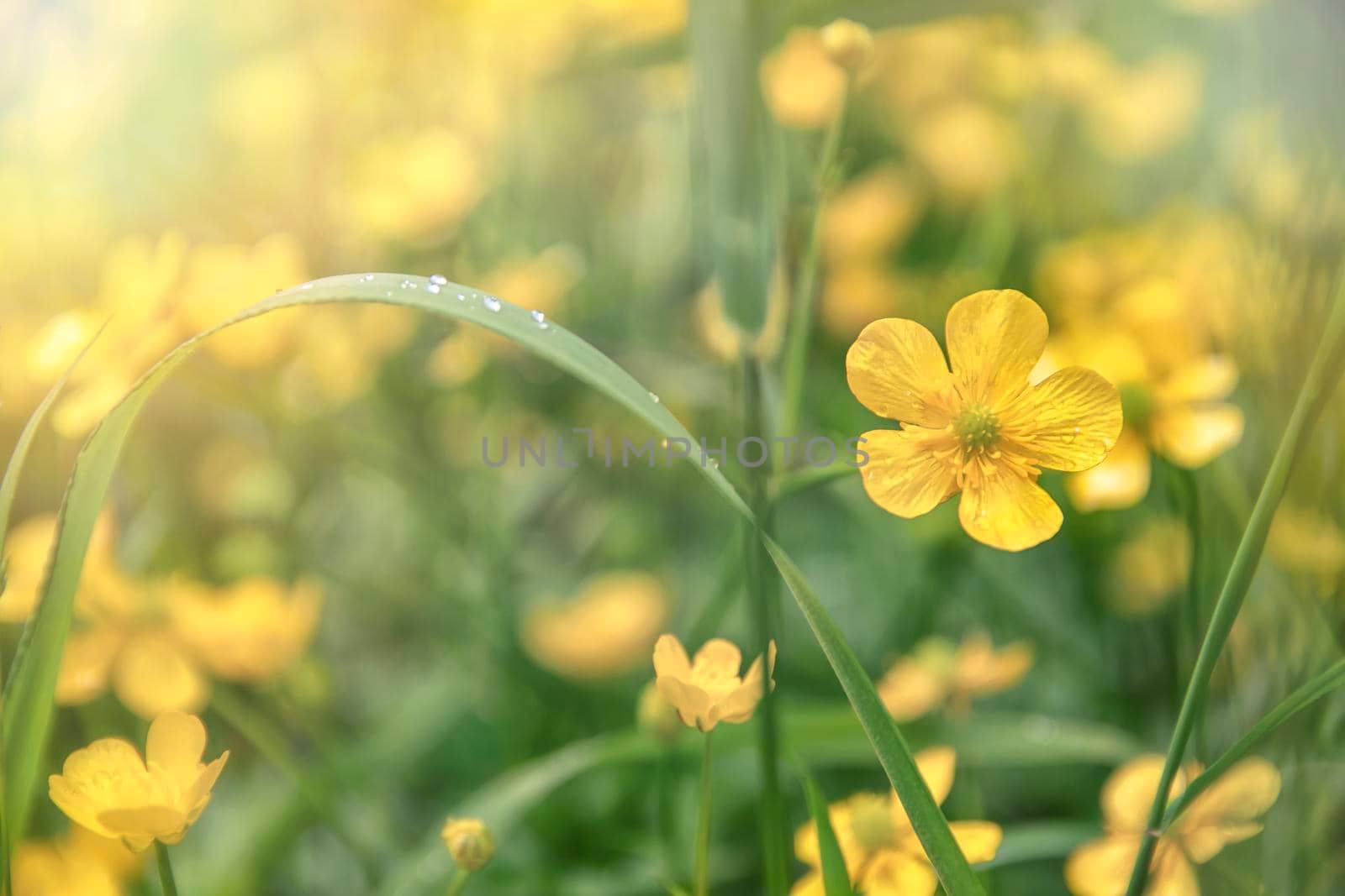 Silverweed, Potentilla anserina yellow flower in the grass and with sunbeam lights