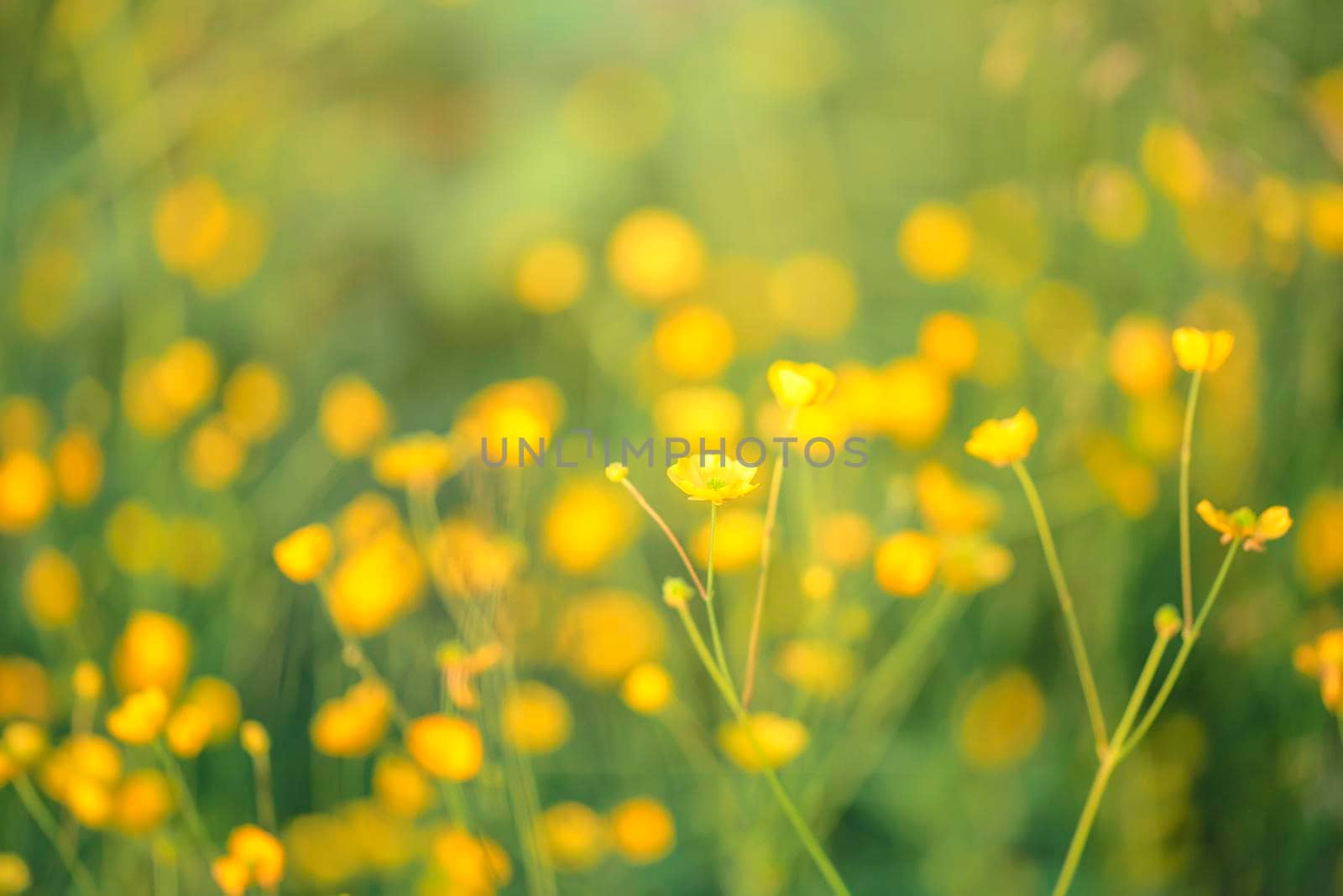 Silverweed, Potentilla anserina yellow flower in the grass and with sunbeam lights