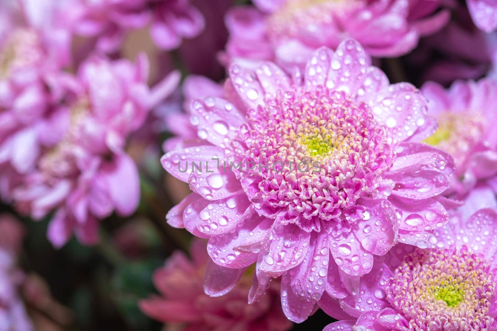 Close up macro of pink chrysanthemum bouquet background by Estival