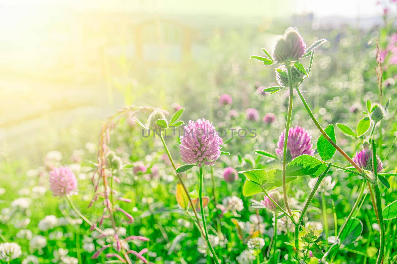 Pink clovers on a bright green and sunbeam flare background