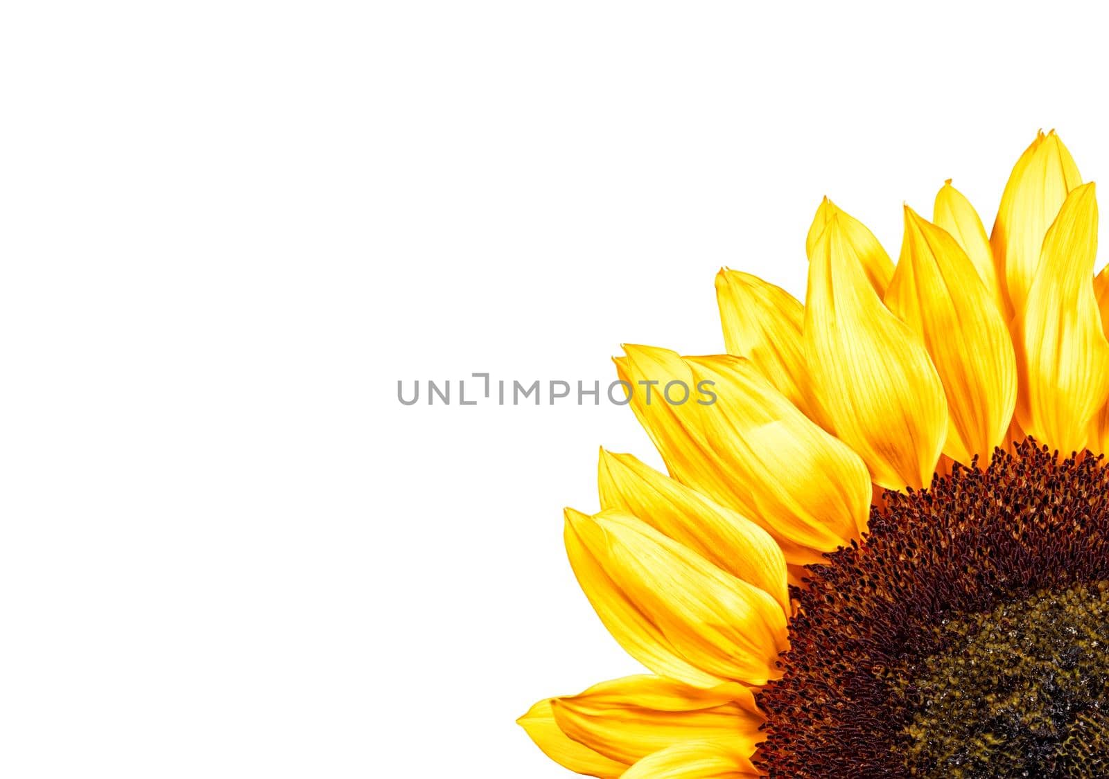 Edge of bright yellow sunflower petals isolated on a white background. High detalisation