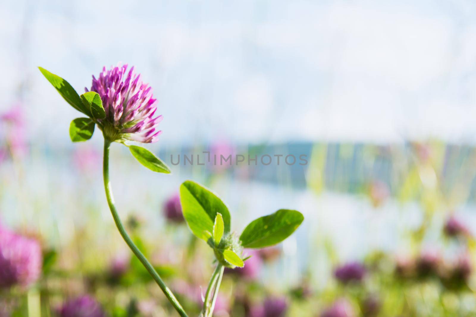 Pink clover with leaves on a bright green background