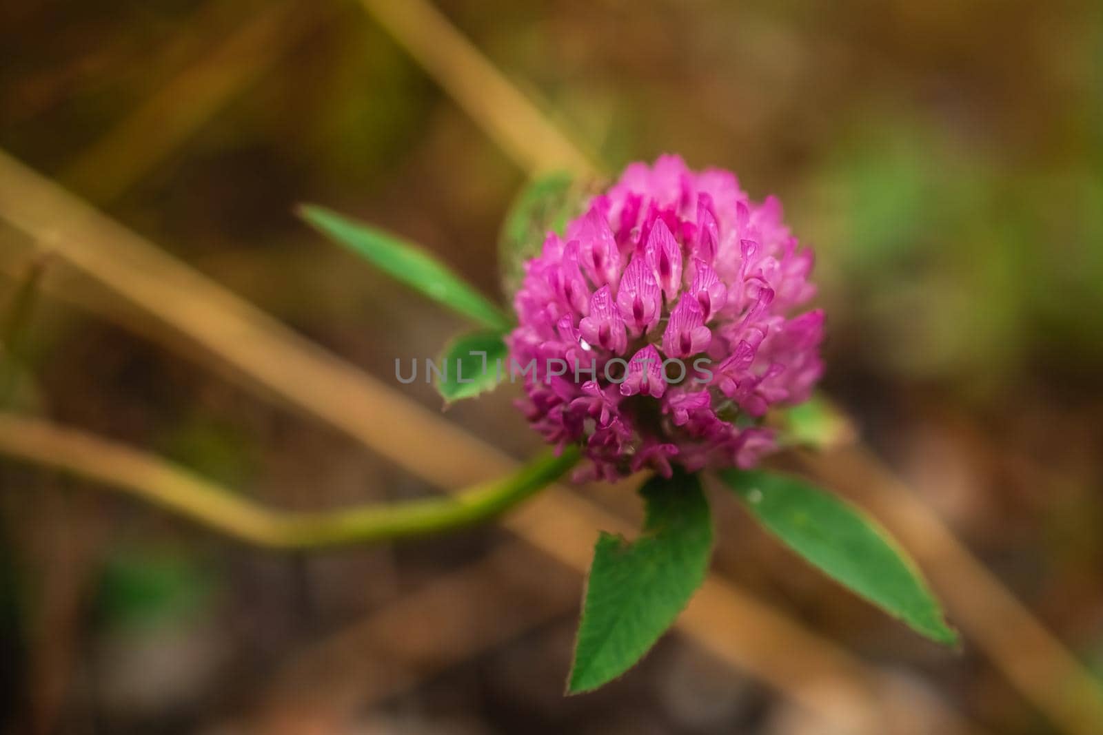 Macro photo of a pink clover with dewdrops by Estival