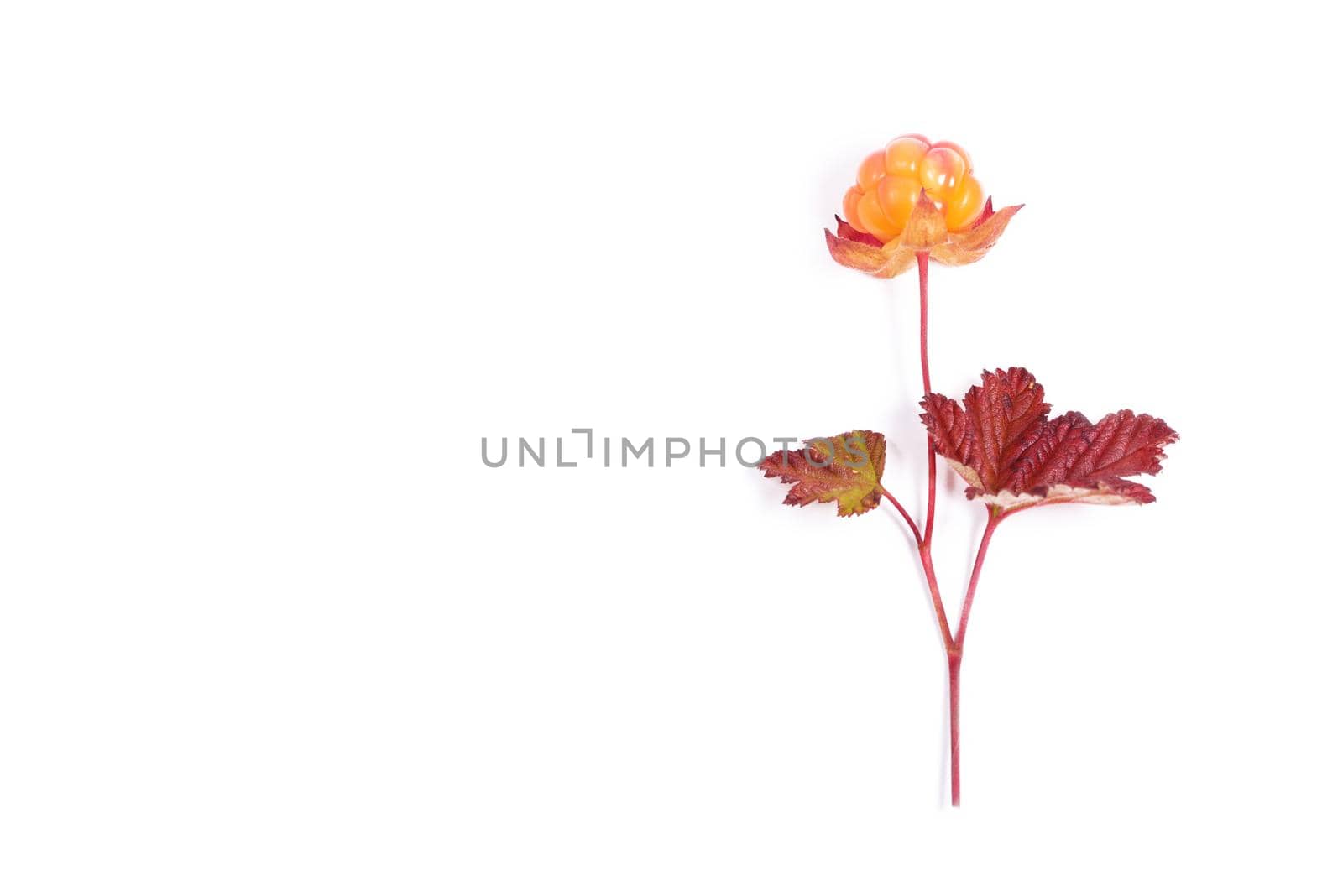 Cloudberries with leaves isolated on a white background by Estival